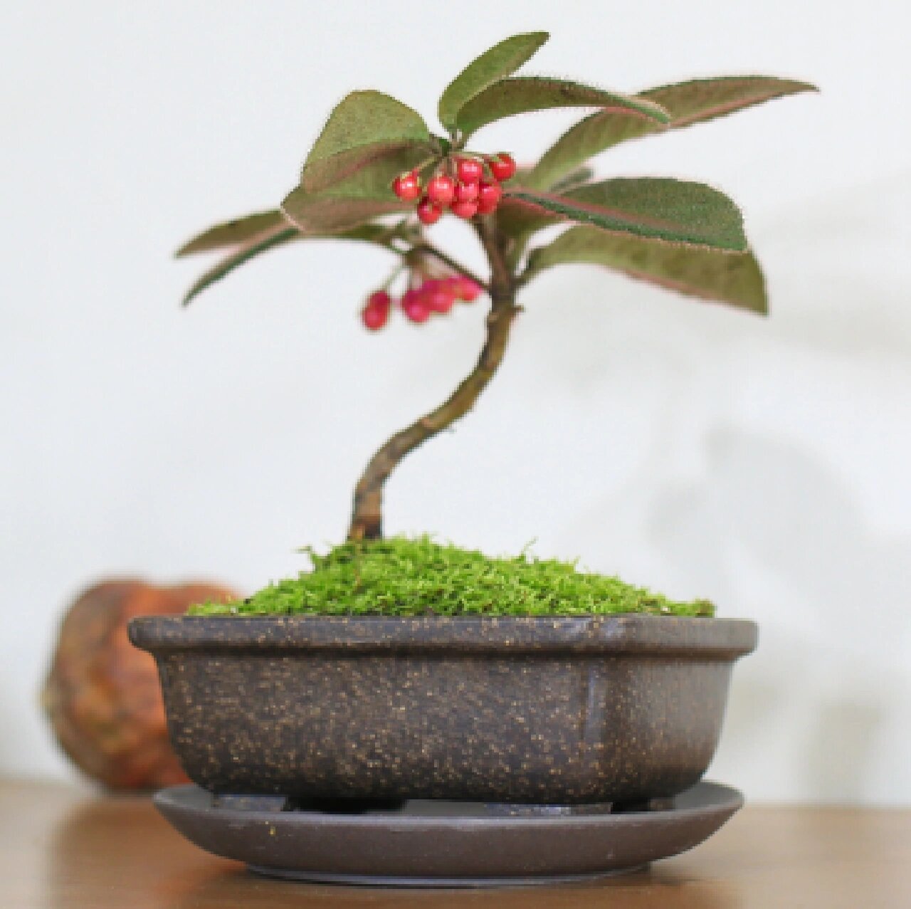 每日盆栽——虎舌红 【虎舌红】 虎舌红性喜温暖半阴环境,虎舌红既能