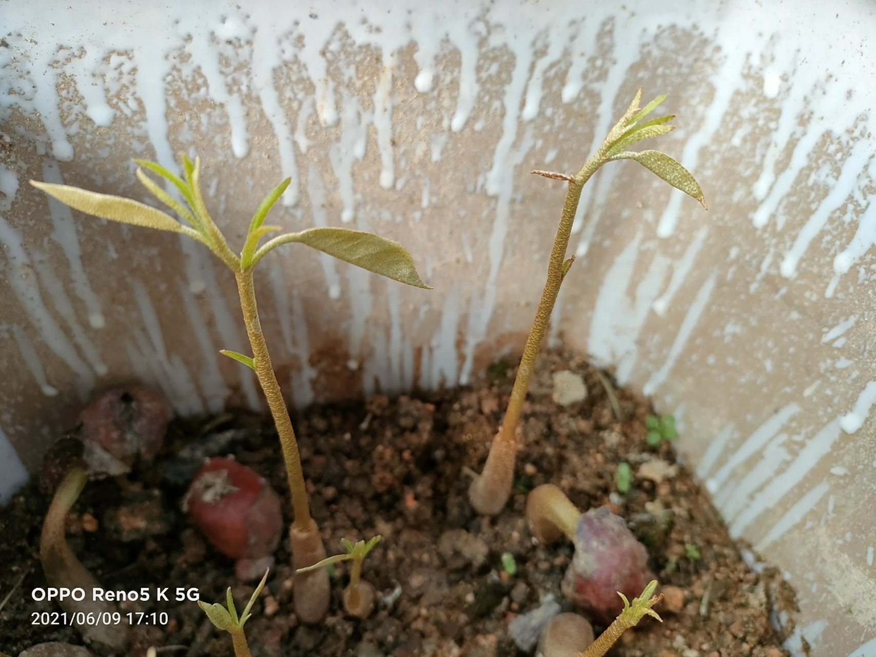 榴莲种子长成小树苗啦