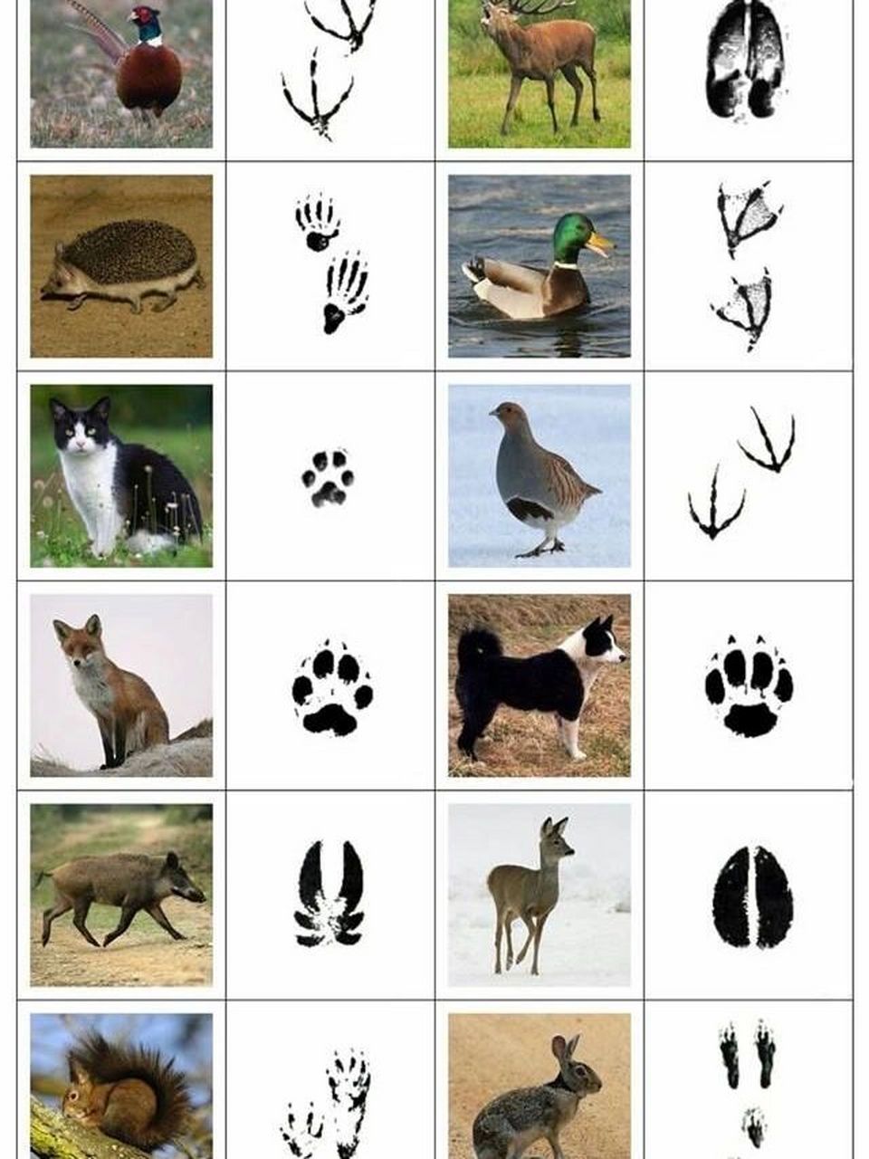 各种小动物脚印图片图片