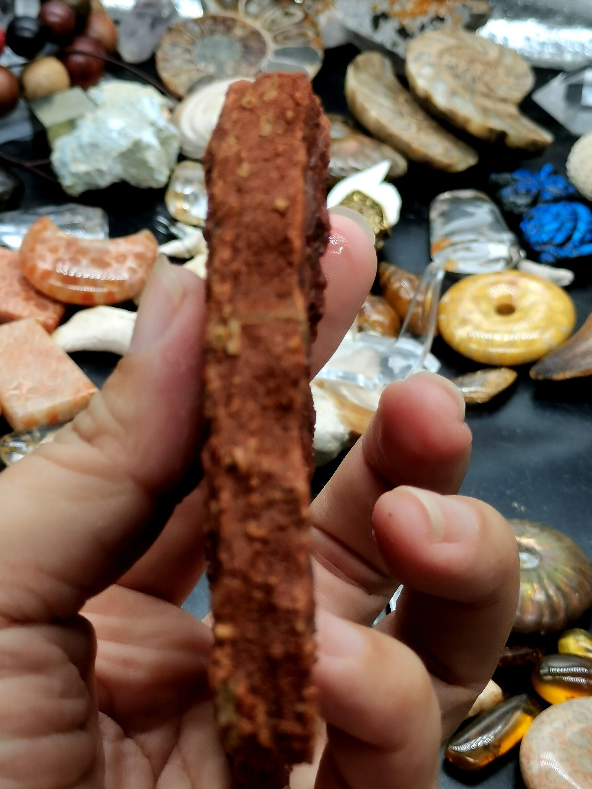 古生物化石 史前苔藓虫化石 68 来自几亿年的苔藓虫化石摆件 喜欢的