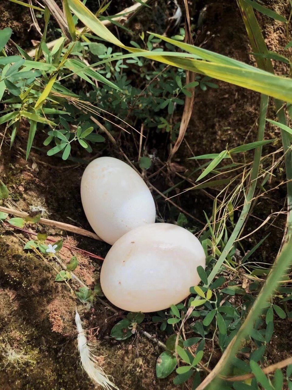 连城白鹭鸭08 白鹭鸭蛋:唯一有药用价值的鸭 今日美食分享:连城白鹭