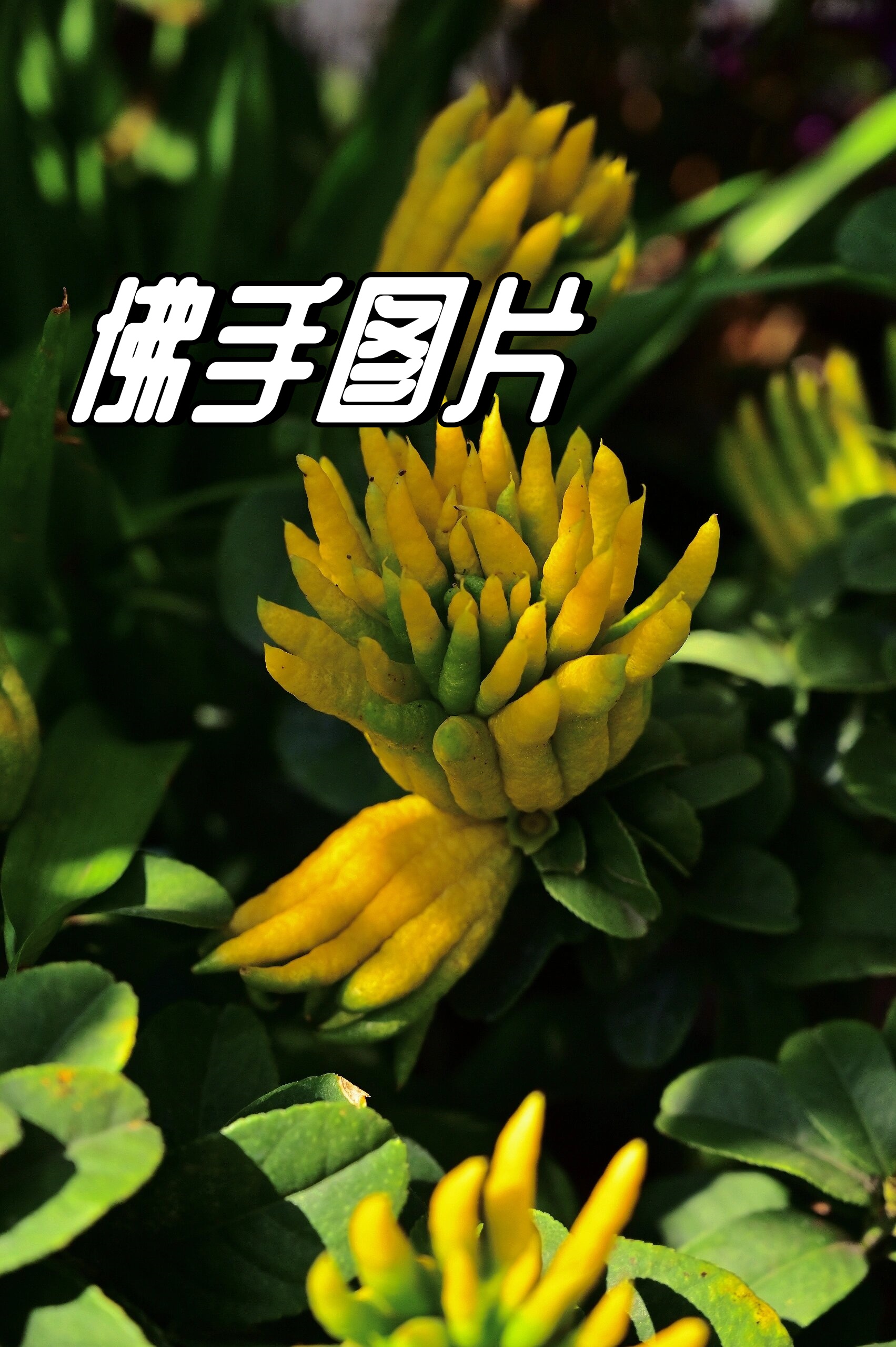 佛手图片