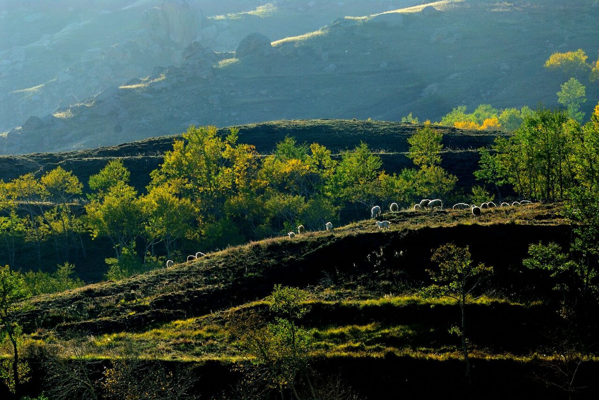 二龙什台国家森林公园 二龙什台国家森林公园地处内蒙古凉城县西北部