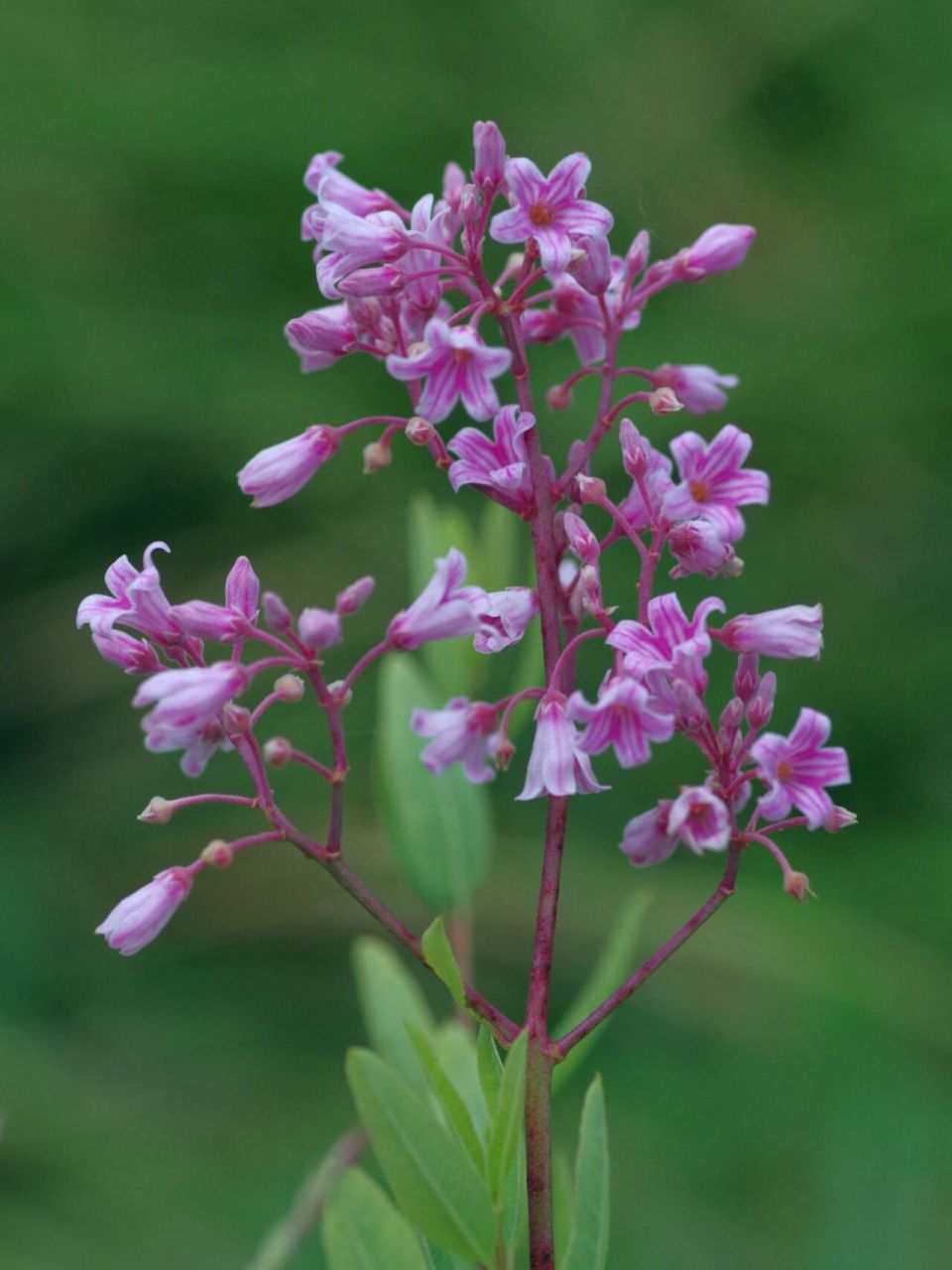 夏日植物|神奇植物罗布麻|秦皇岛植物 拍摄时间:6月底至8月初 拍摄