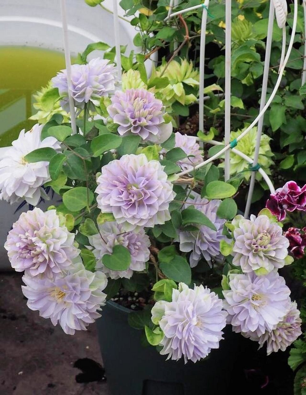 酷似牡丹花的"琉璃"铁线莲 多季节开花 "琉璃",是"藤本花卉皇后"