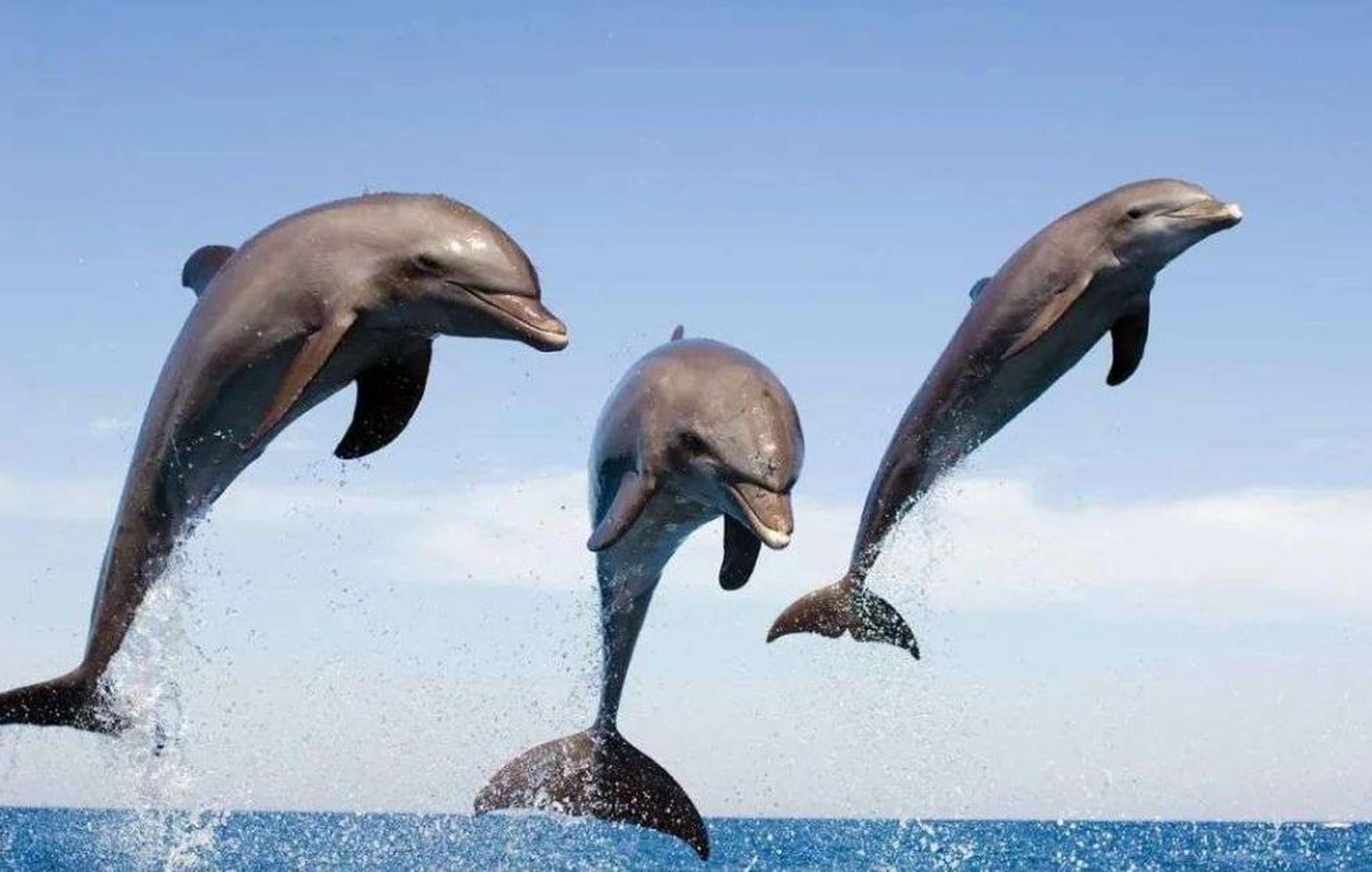 海豚和鲸鱼在水下呼吸是通过一种称为肺气囊的特殊器官来实现的
