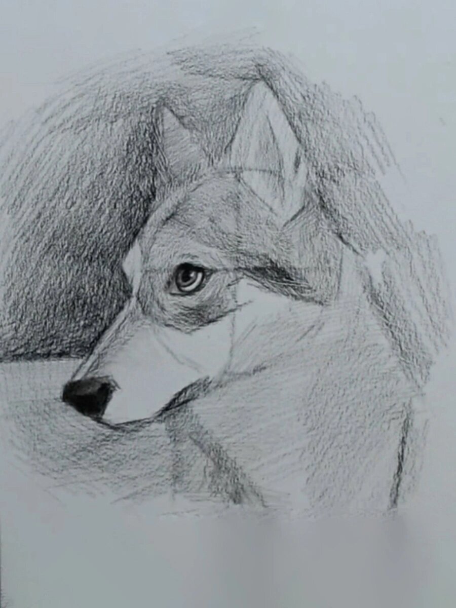 超可爱狼92素描步骤详解00