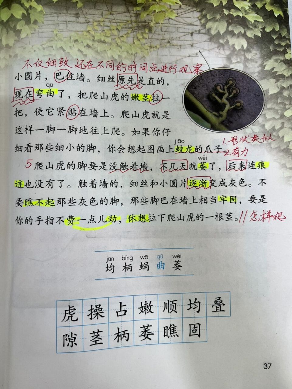 爬山虎的脚课文原文图片