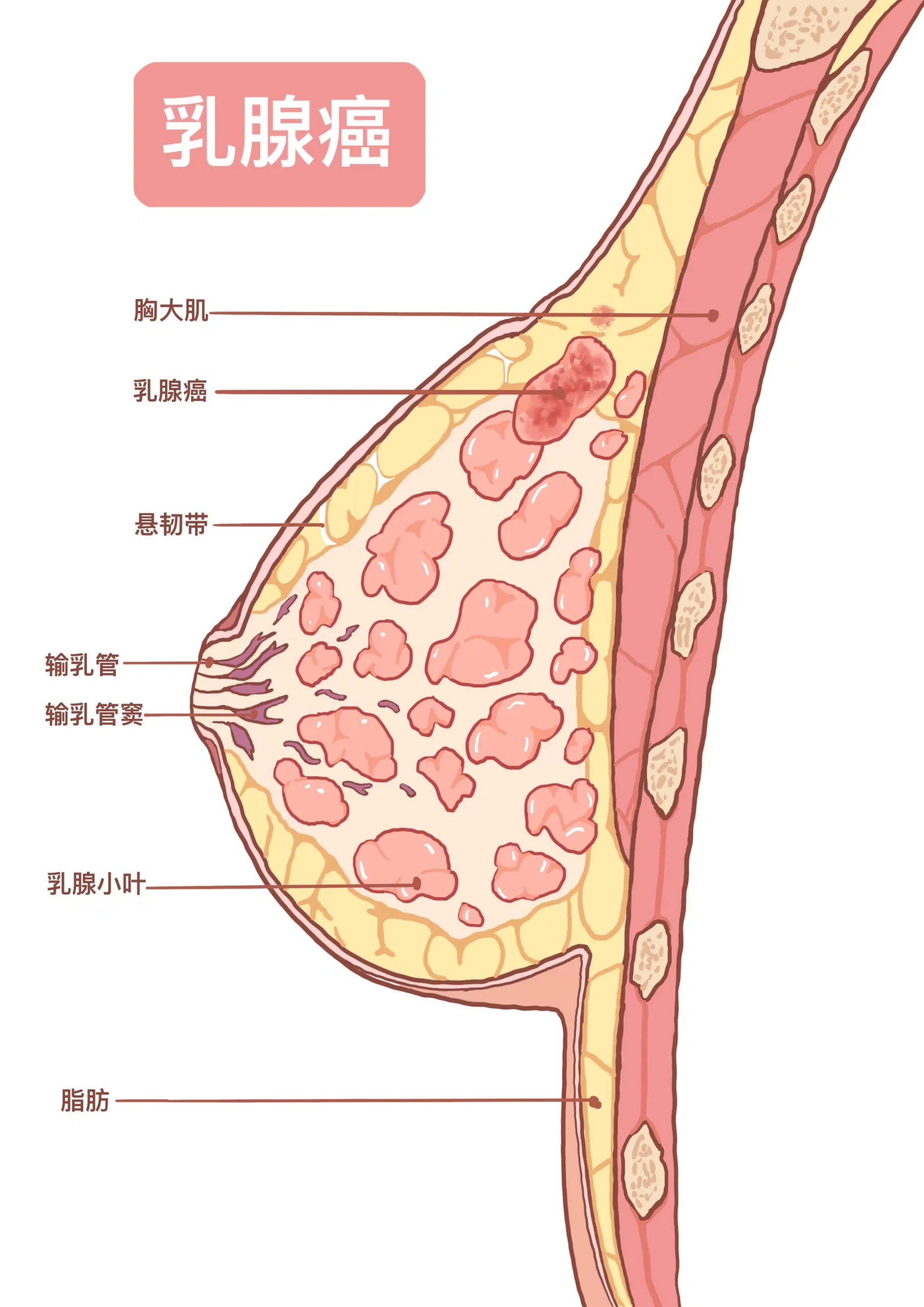 乳房结构 彩图图片