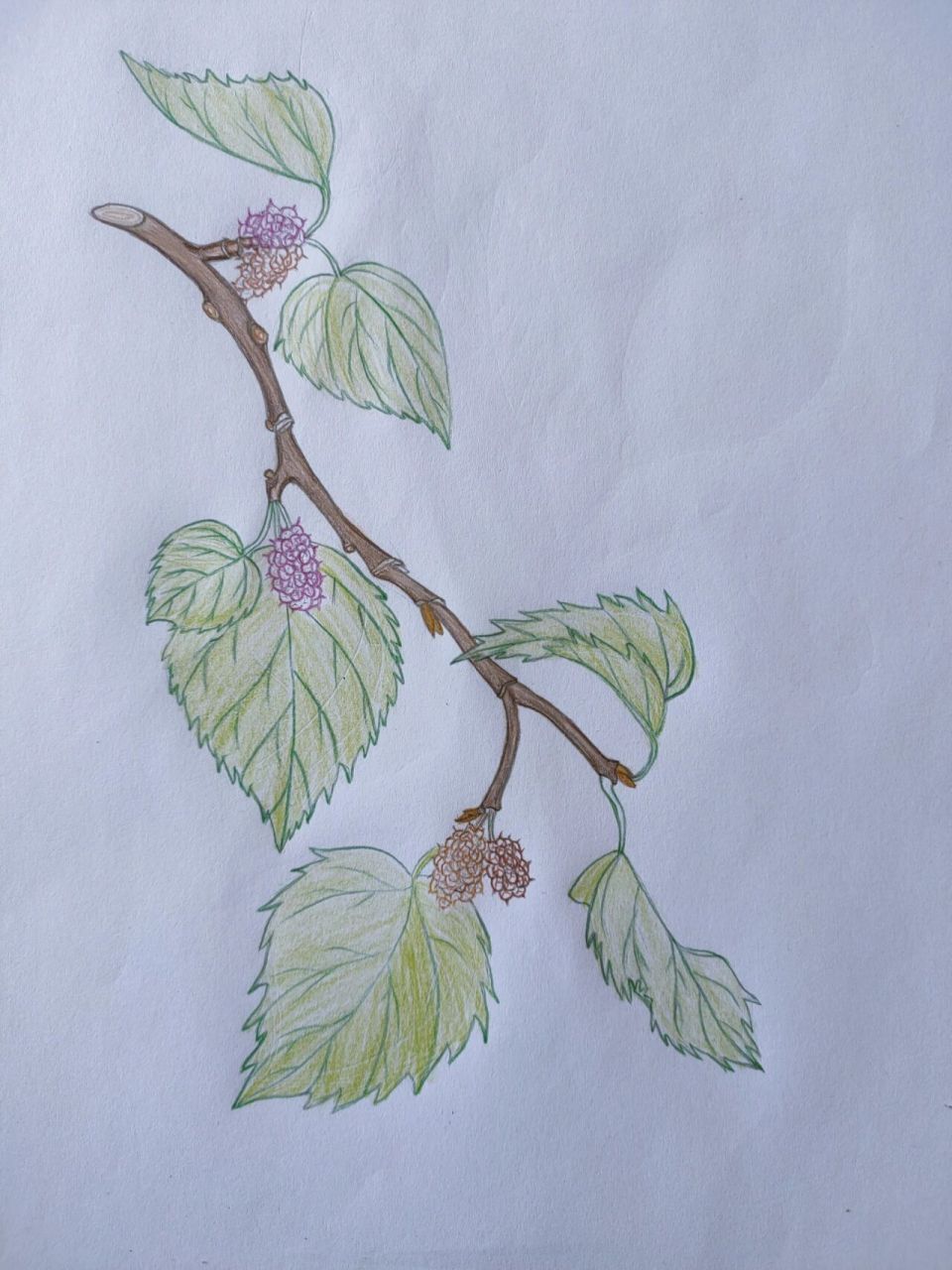 彩铅植物手绘‖桑葚 最近这天气,笔都受潮了,晕染严重,手感很不好
