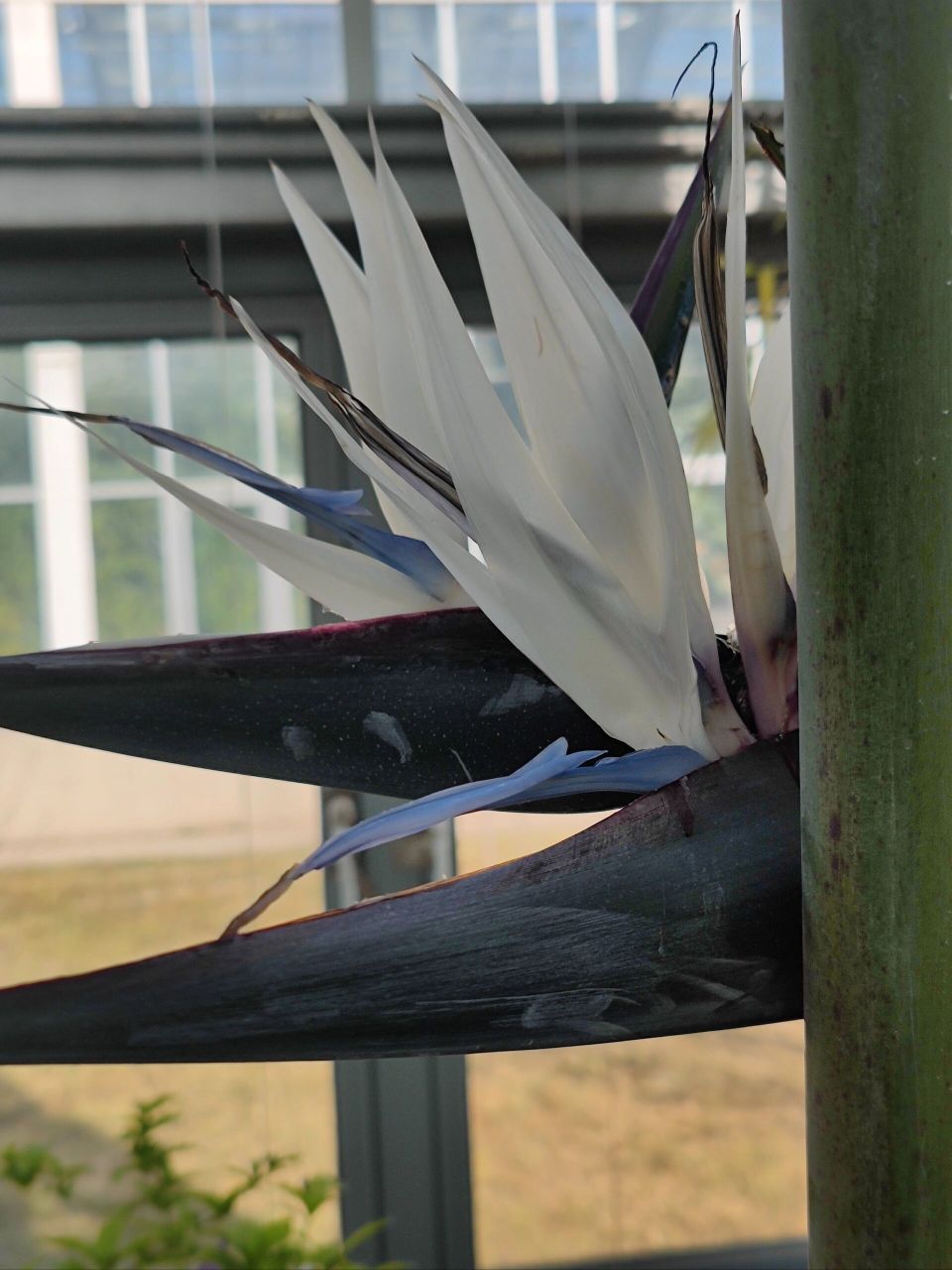 国家植物园南园的尼古拉鹤望兰 昨天拍的,回来搜了下才确定了品种