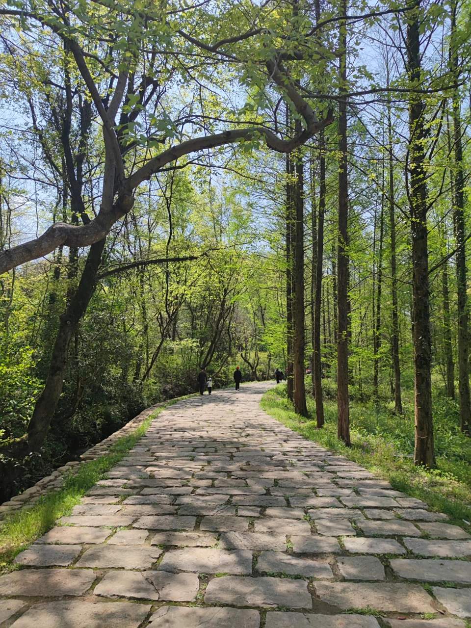 南陵小格里森林公园 芜湖到南陵小格里 出发方式:自驾 出发时间:4月8