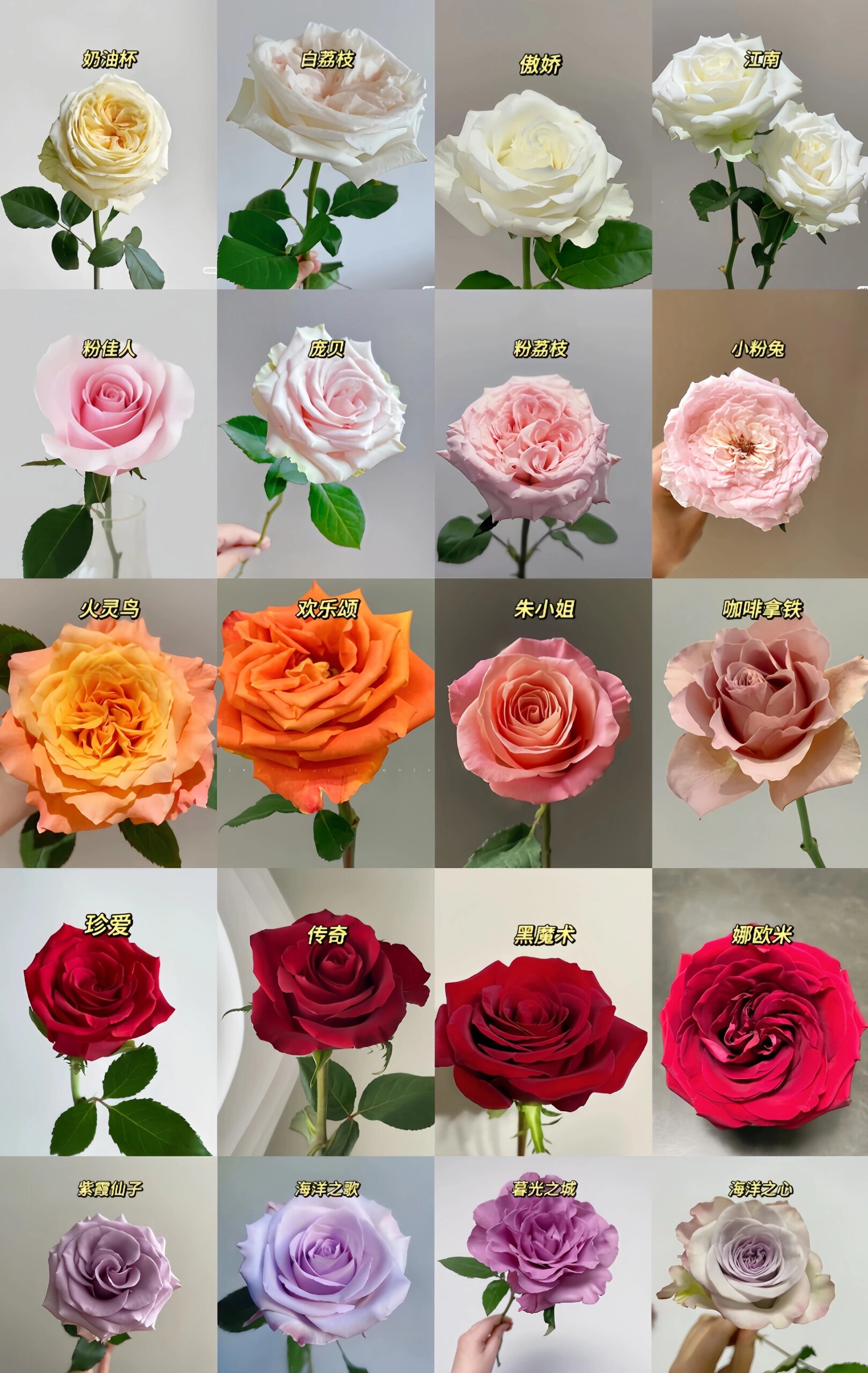 一次性认识20种不同玫瑰品类～建议收藏