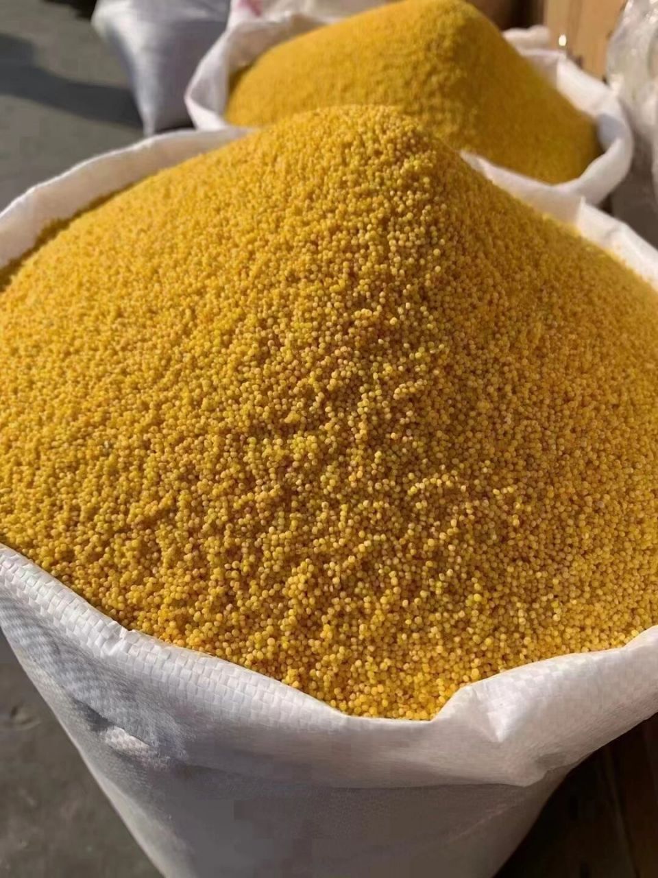 难得一见的陕北米脂黄小米 品质如图  能熬出浓浓米油的黄小米 号就是