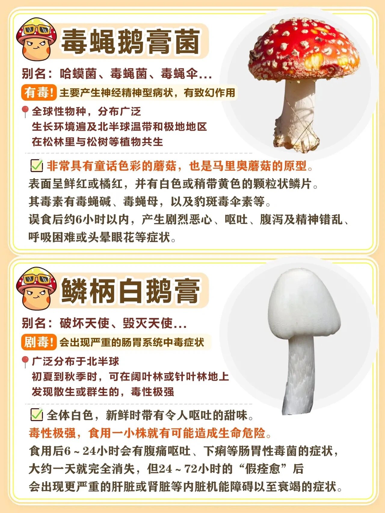 云南毒蘑菇 致幻图片