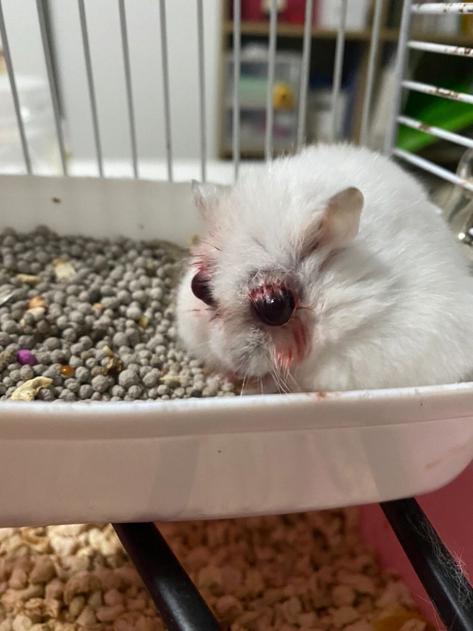 仓鼠眼睛红肿且突出,怎么办 今晚看到吓一跳,周围好像有血,眼睛突出的