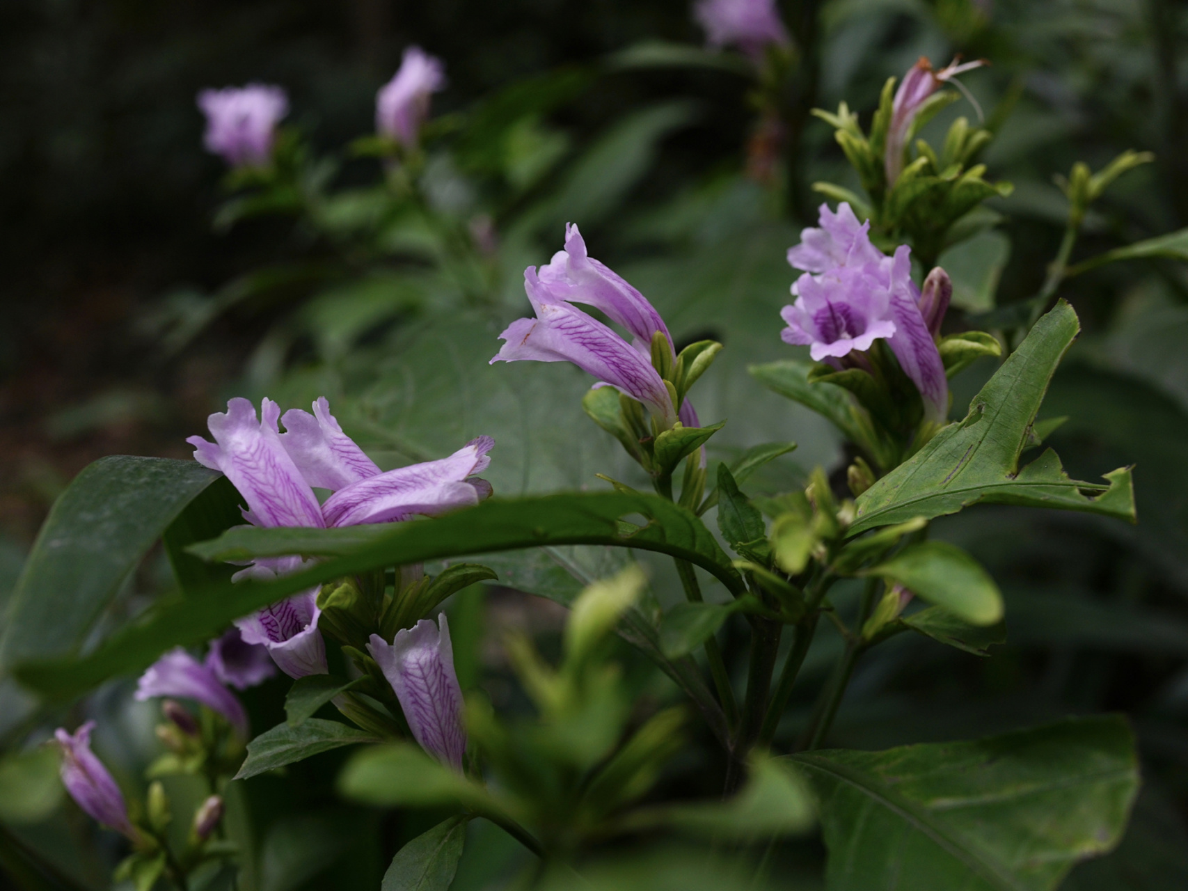 板蓝|马蓝 板蓝,别名马蓝,南板蓝根,爵床科马蓝属草本.