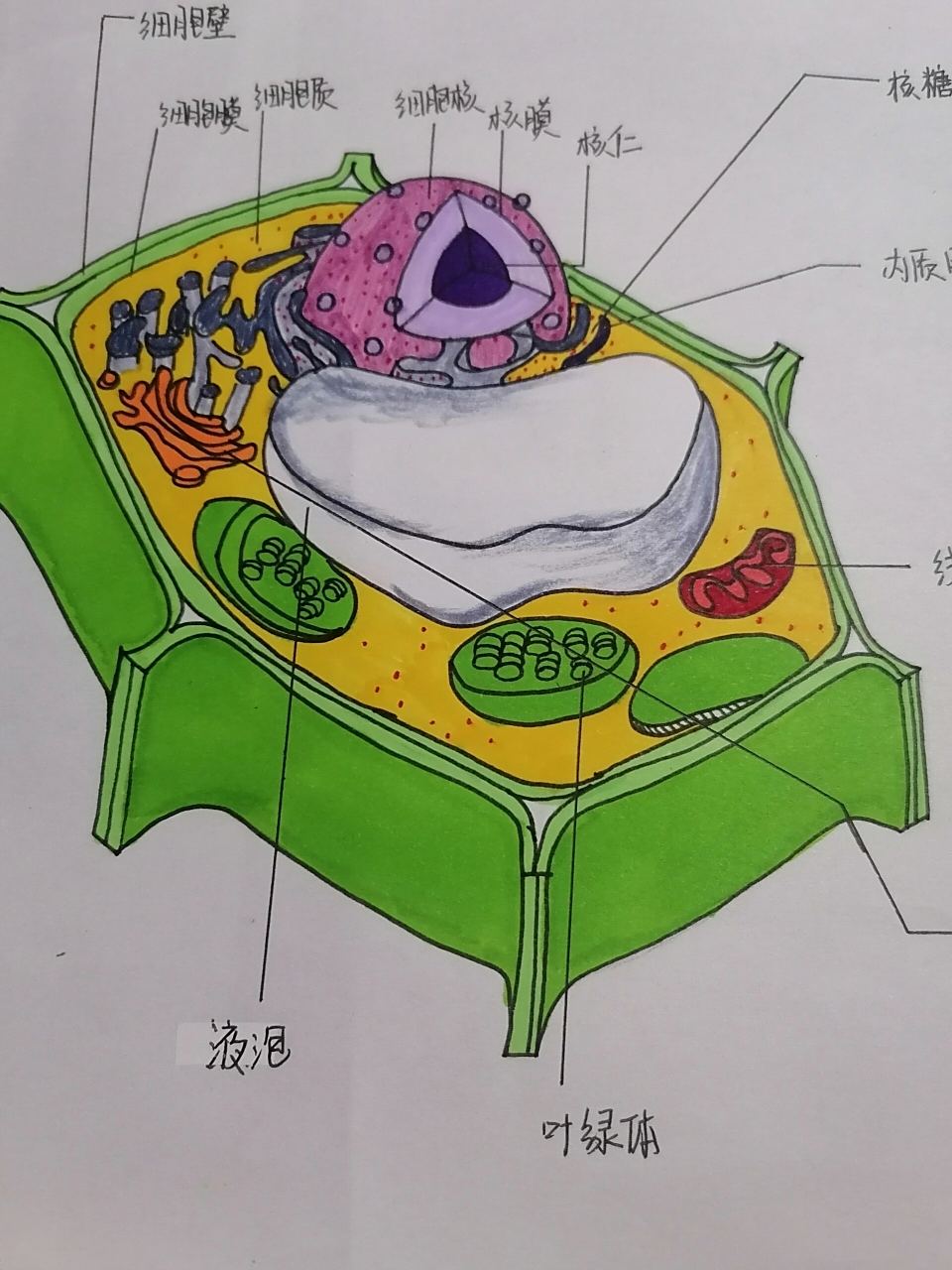 细胞结构图~ 是爱学生物的小姐姐一枚吖~