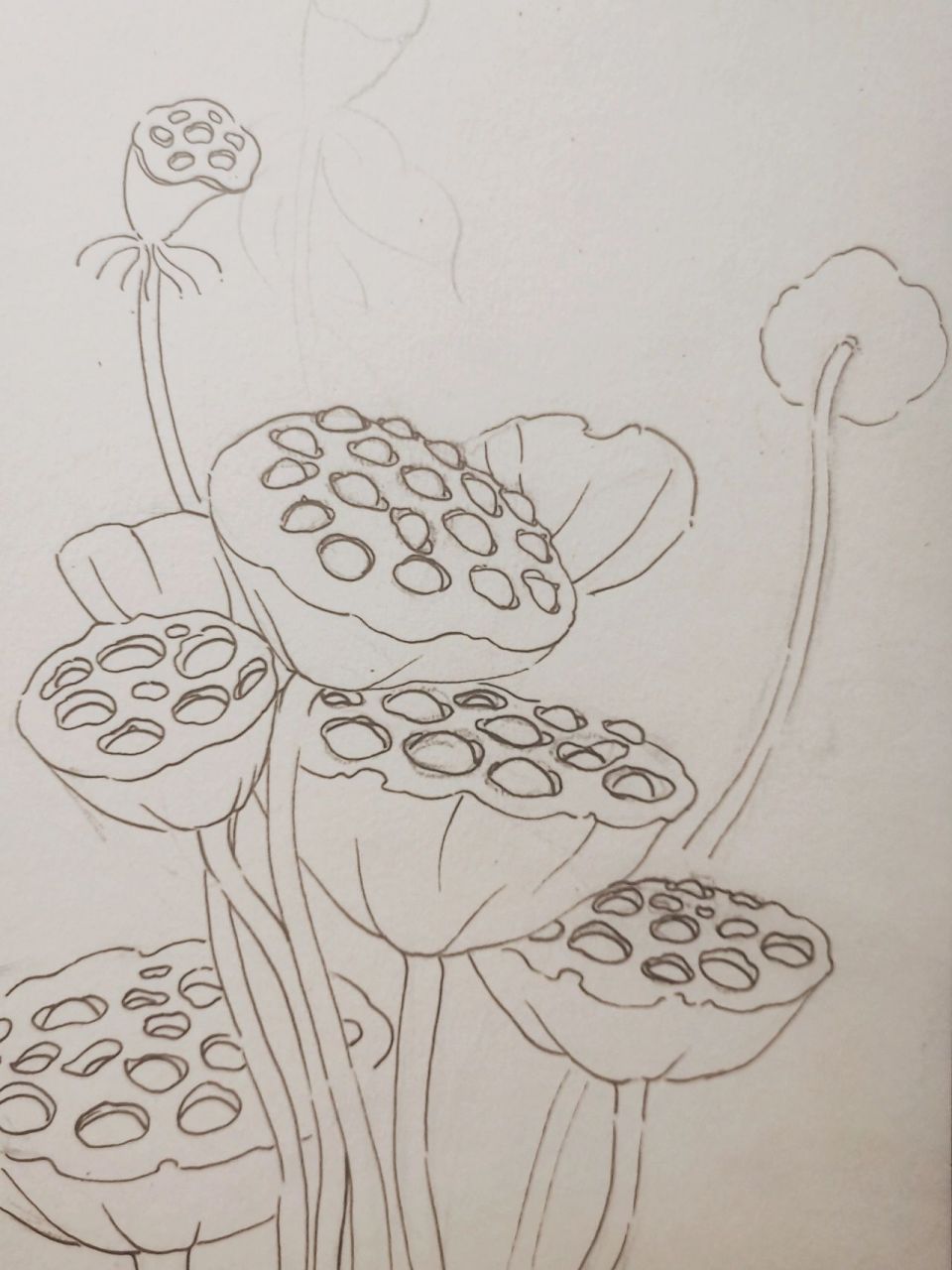 手绘莲蓬(步骤) 再来一张手绘莲蓬图,这一次画起来要比上一次思路更