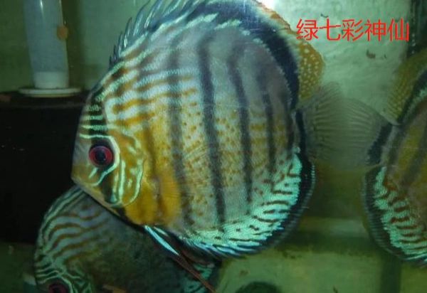 七彩神仙鱼 今天介绍一下野生七彩神仙鱼的品种分类