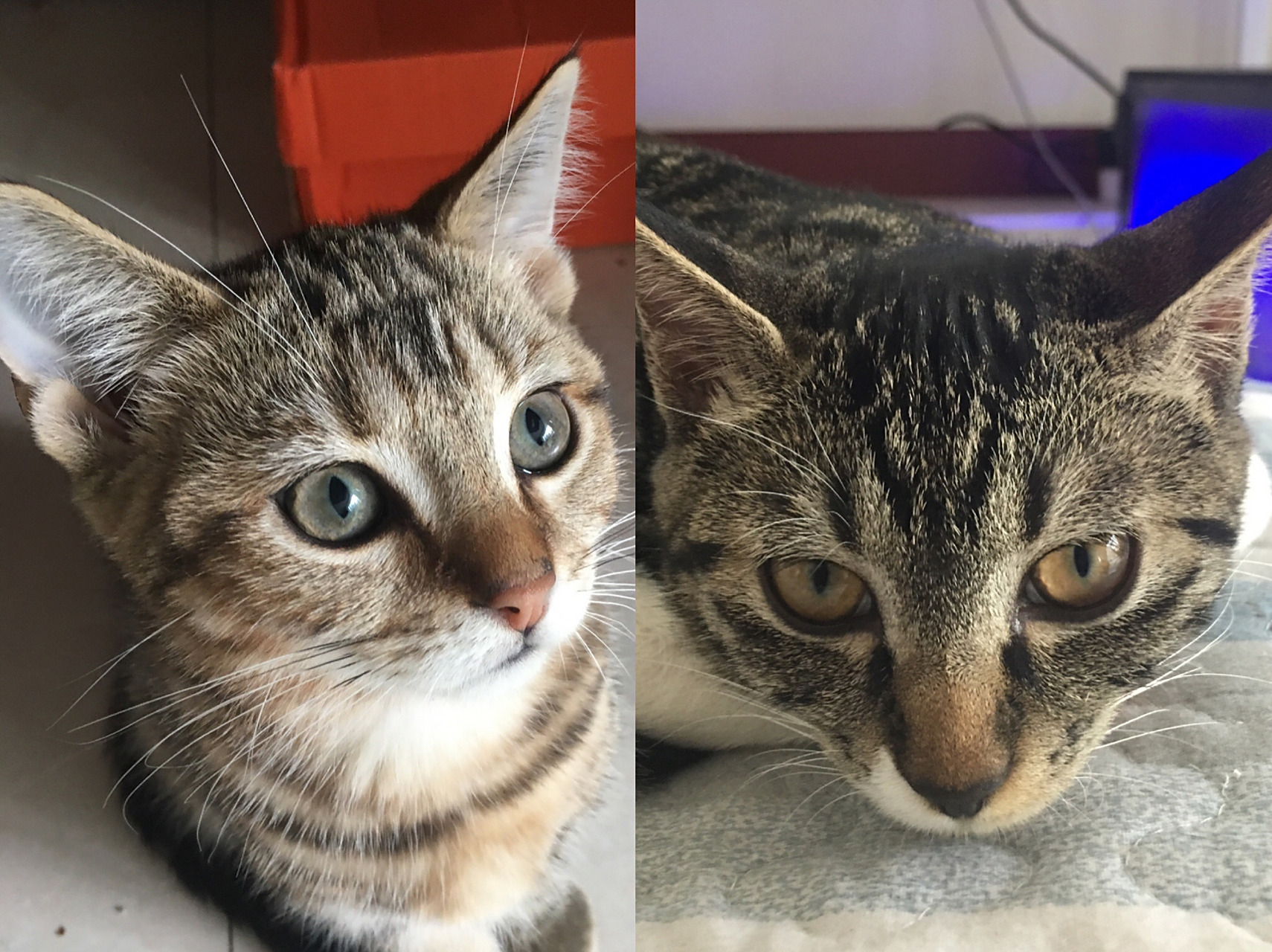 详细区分介绍一下虎斑猫和狸花猫 家里正好有虎斑和狸花,分不清楚的