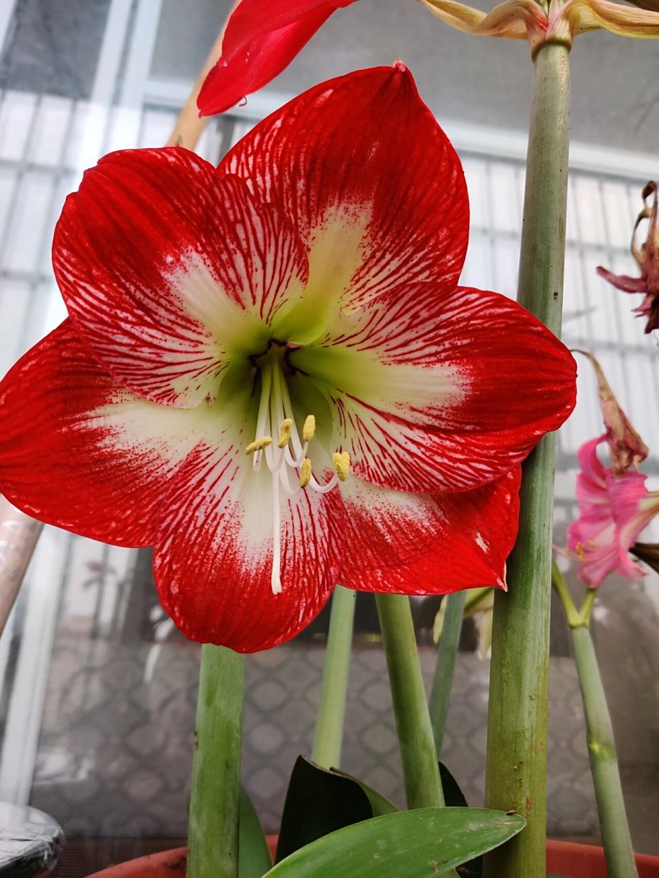 惊艳的几种单瓣朱顶红 图2是最爱,现实中比图片更粉嫩 图5图6是同一种