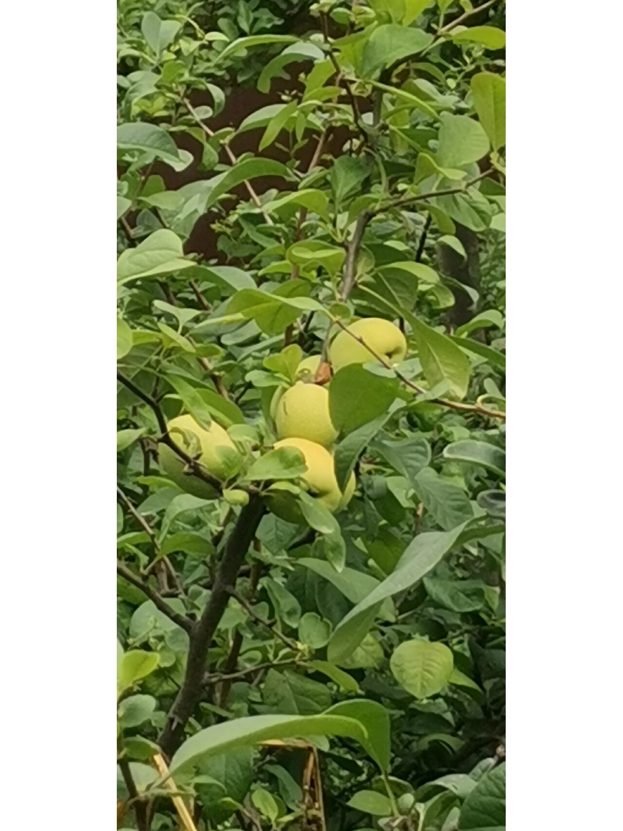 贴梗海棠果能食用吗?