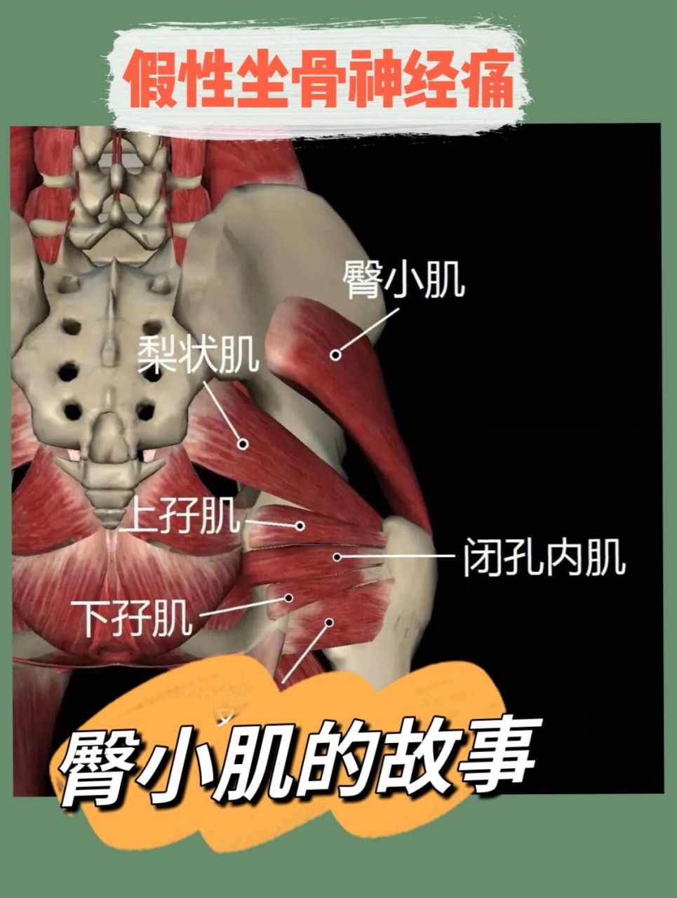 臀小肌,在走路时,保持躯干正直,在提腿跨步时由臀中肌和臀小肌收缩