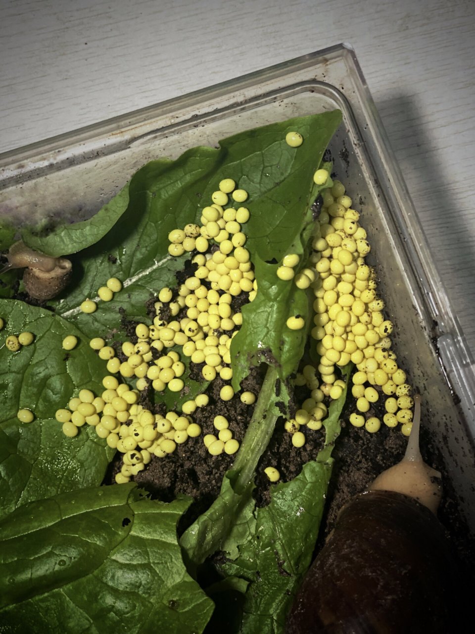 白玉蜗牛第一次下蛋啦!