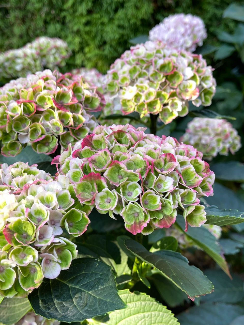 魔幻革命绣球可以不用修剪,来年新老枝都可以继续开花,所以花期观赏