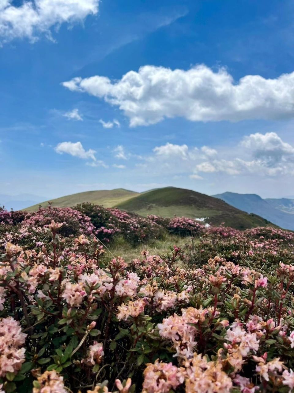 冷门秘境,被低估的神仙花海 96 昭觉谷克德 7515 景区亮点:成片