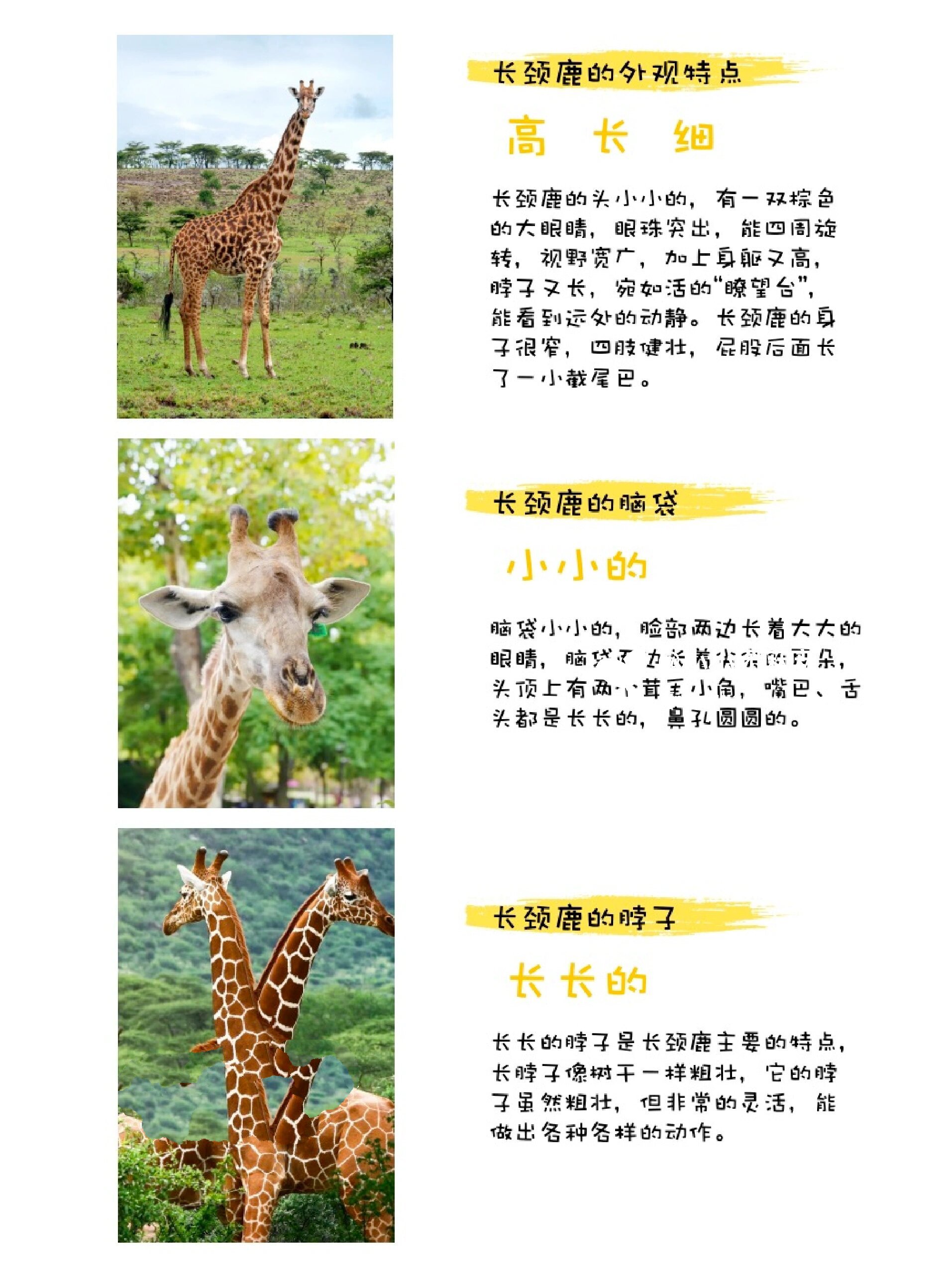 🦒长颈鹿科普知识❗身体结构,特征,拓展