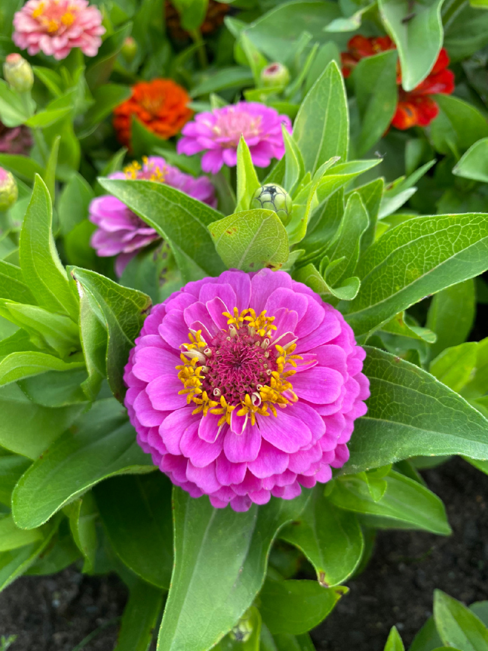 百日菊 百日菊属(学名:zinnia)是菊科下的一个属, 为一年生或多年生