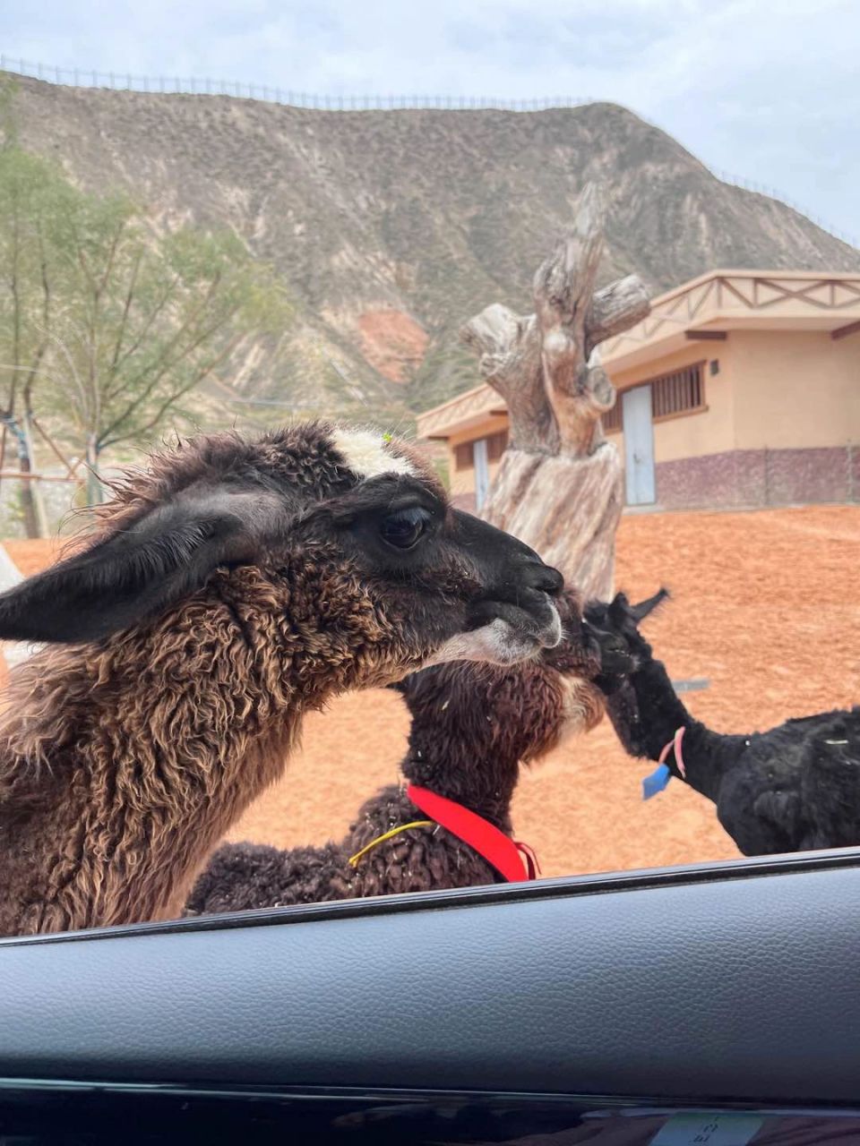兰州野生动物园攻略 地理位置:兰州市安宁区忠和镇崖川村.