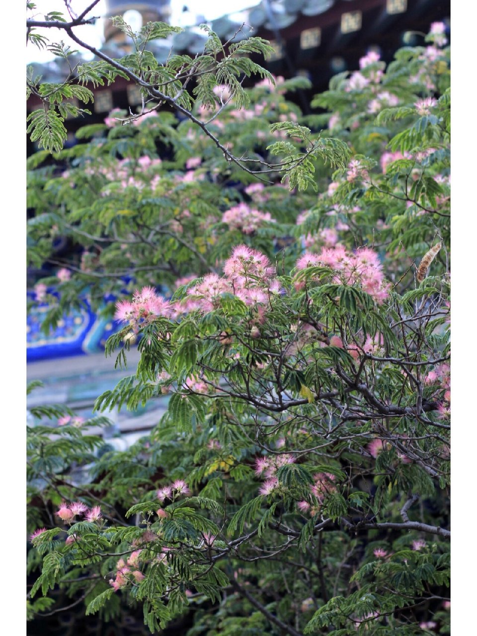 合欢 年年如意 岁岁合欢 合欢树叶,受阳光和温度影响,羽叶昼开而夜合