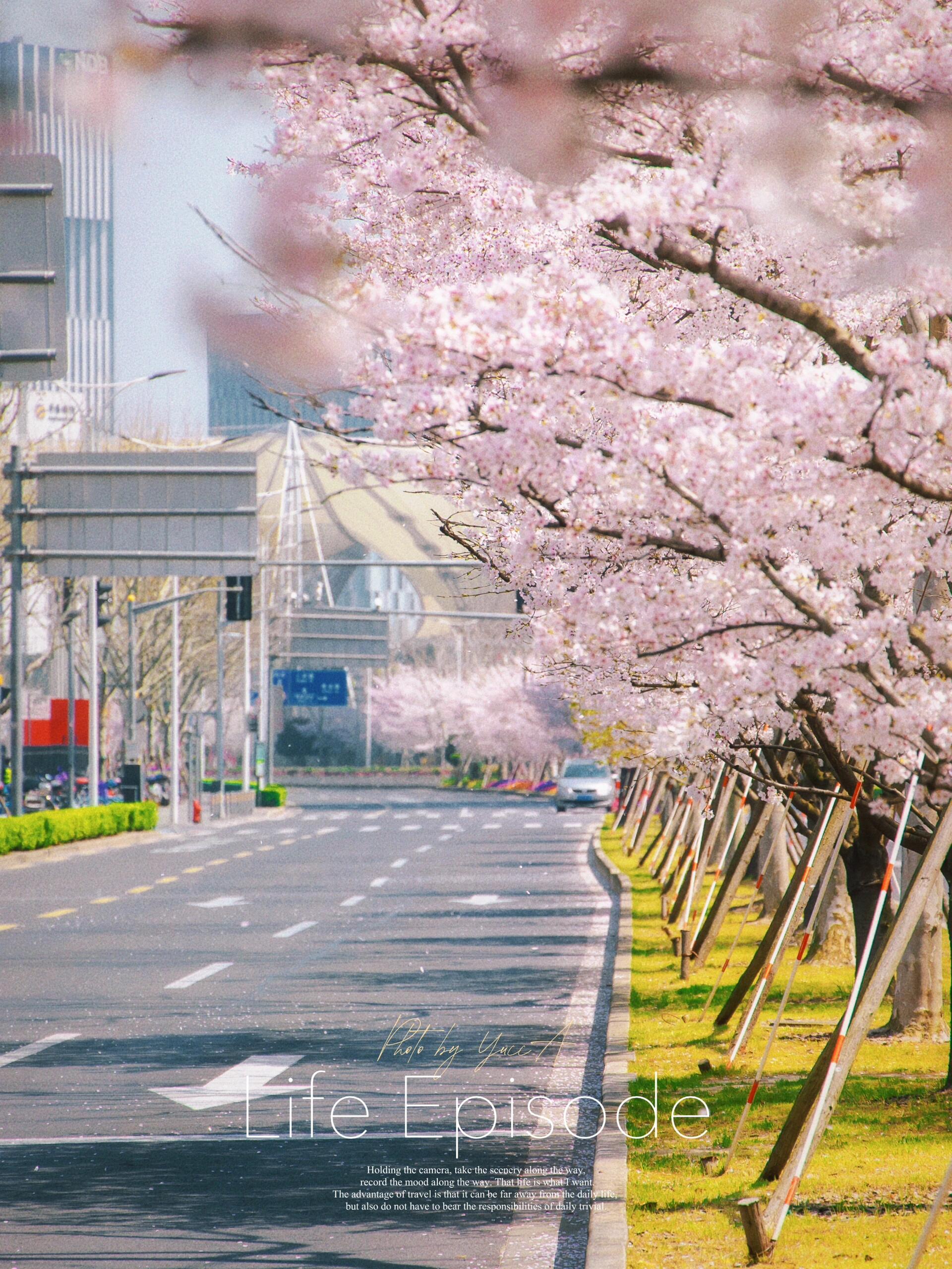 为了这条樱花大道 我也就开了十个来回吧 本组拍摄于2023.03.