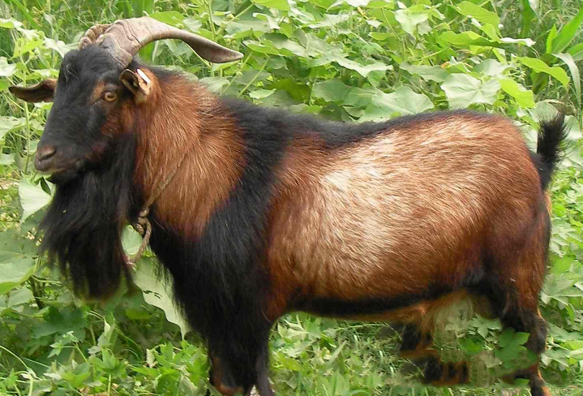 常见羊的种类3 山西右玉羊肉 右玉羊具有生活力强,善游牧,耐寒,耐旱的