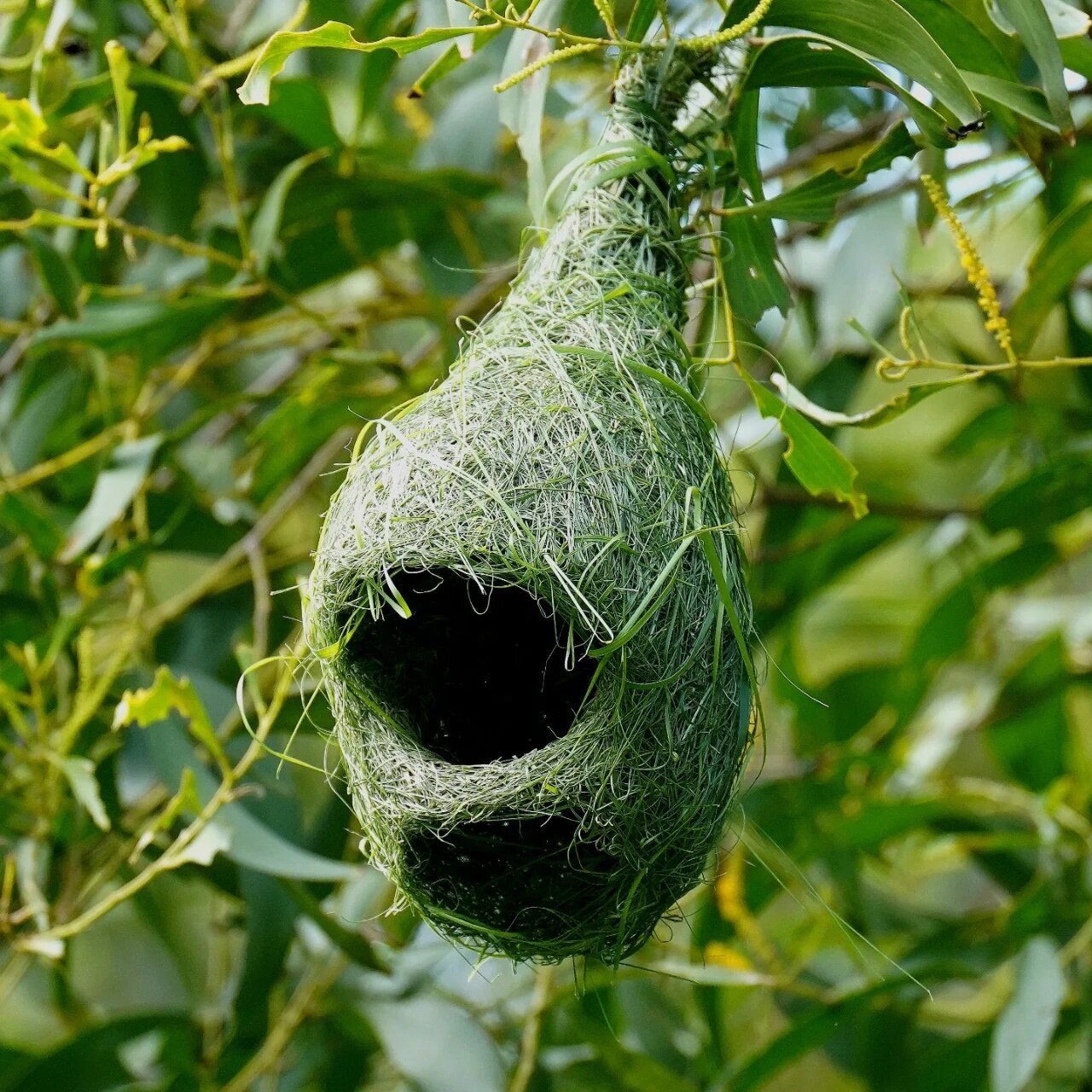 鬼斧神工～黄胸织布鸟的鸟窝 #鸟# #观鸟# #鸟类摄影