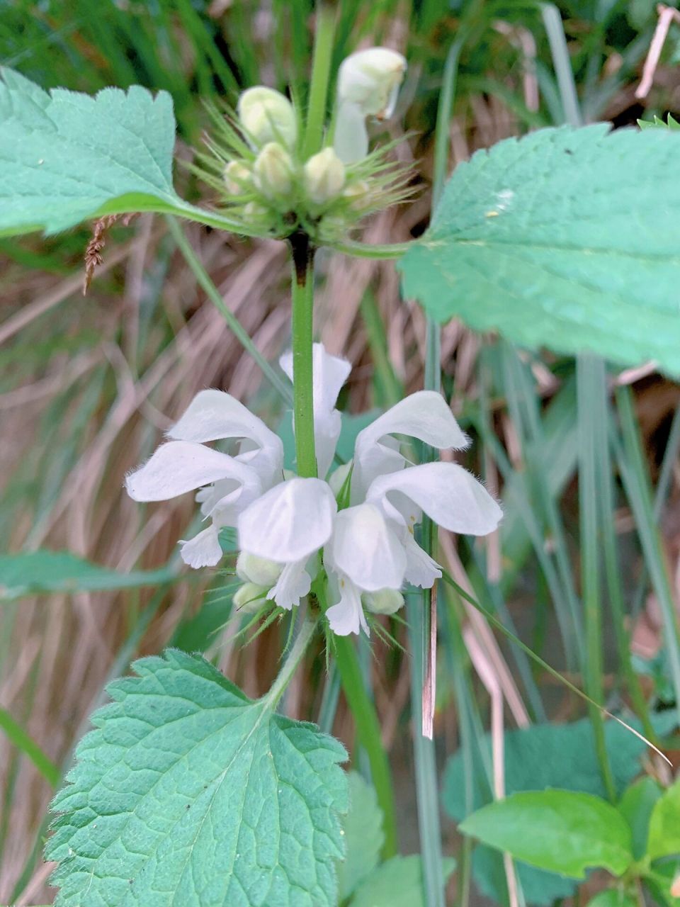 是唇形科,野芝麻属多年生植物. 	 别名:地蚤,野藿香,山麦胡.