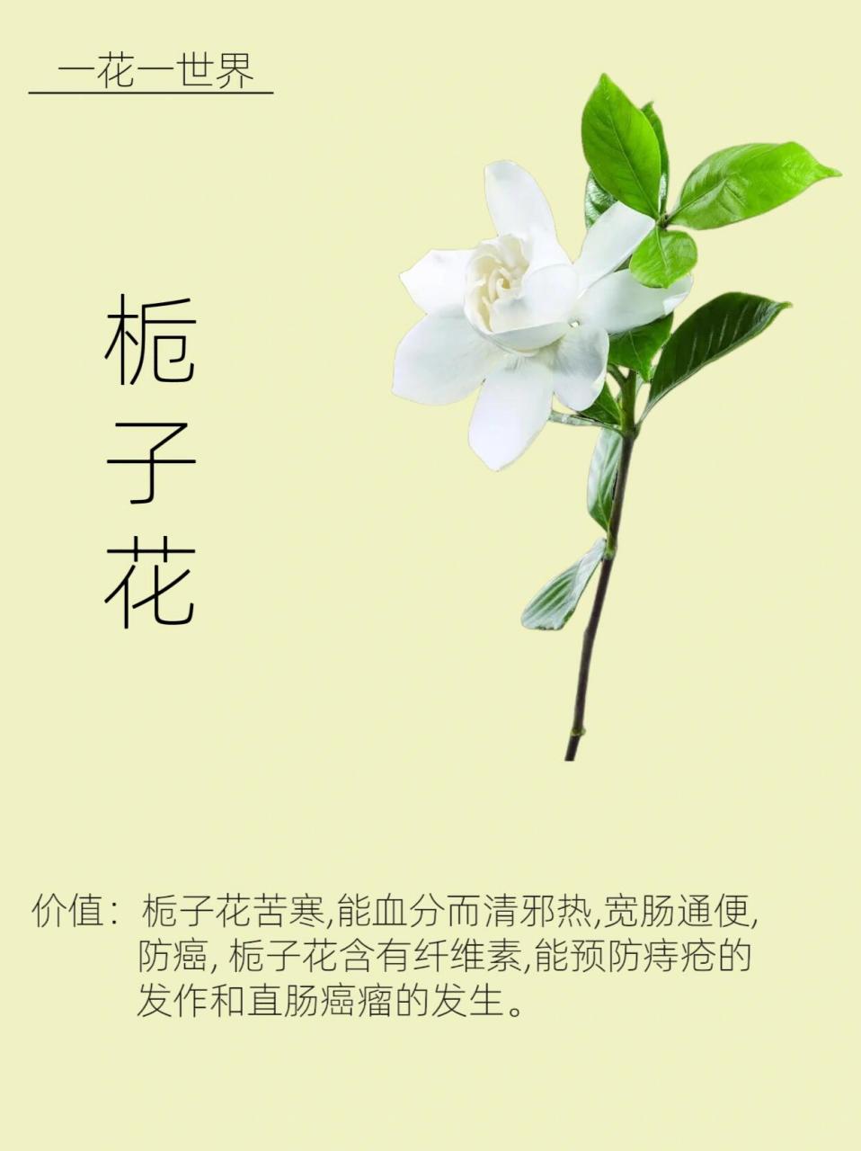 栀子花～知多少 92栀子花:栀子花开呀开 栀子花开呀开,像晶莹的浪花