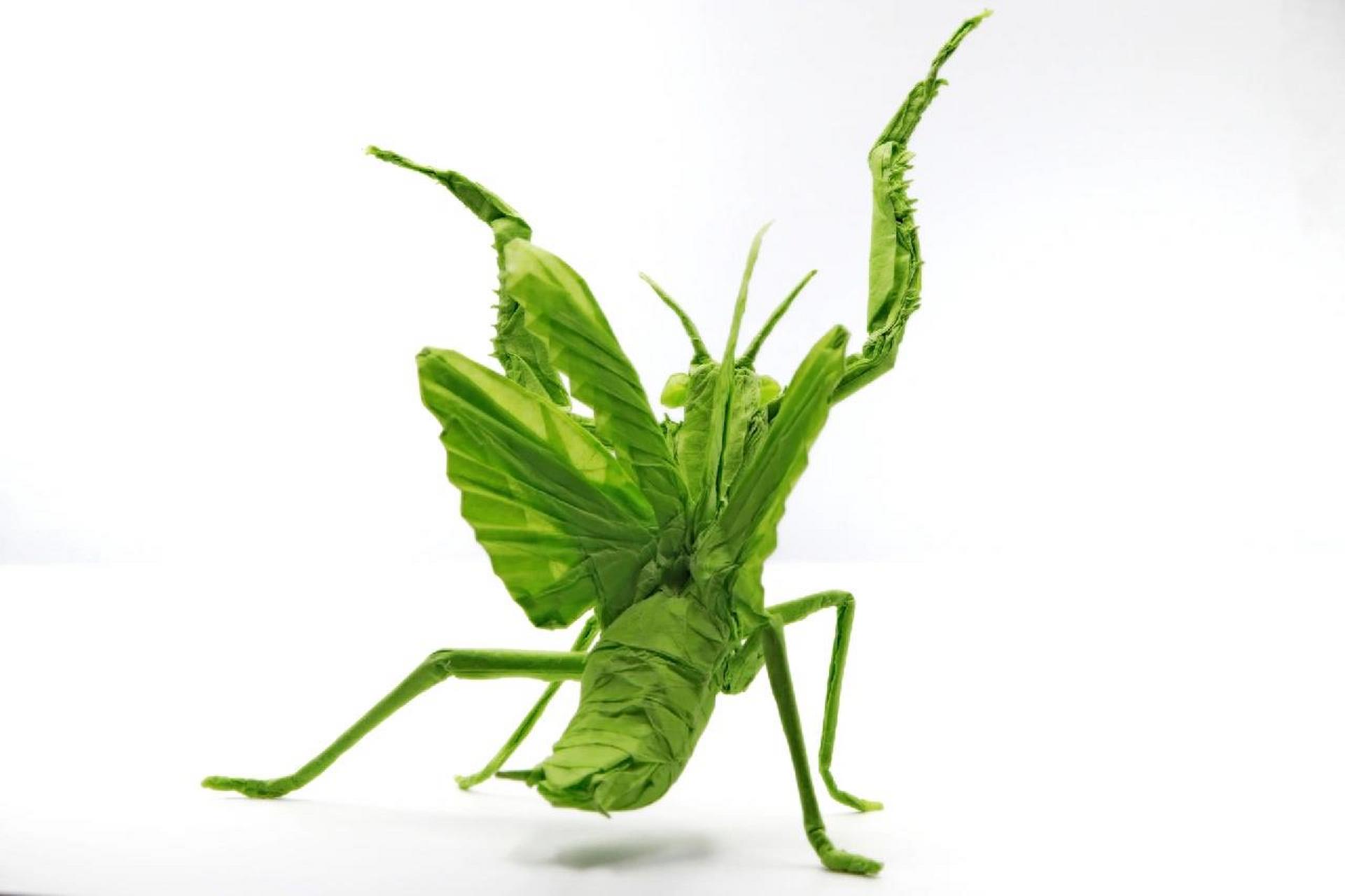 01我折出了世界上最复杂的折纸螳螂 设计:今井幸太 折拍:我 用纸