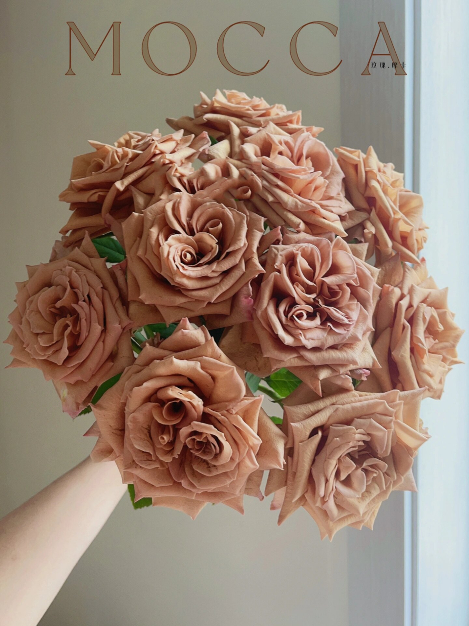 『玫瑰·摩卡(佰盛美)』 复古色玫瑰摩卡～对新手很友好的一款玫瑰噢