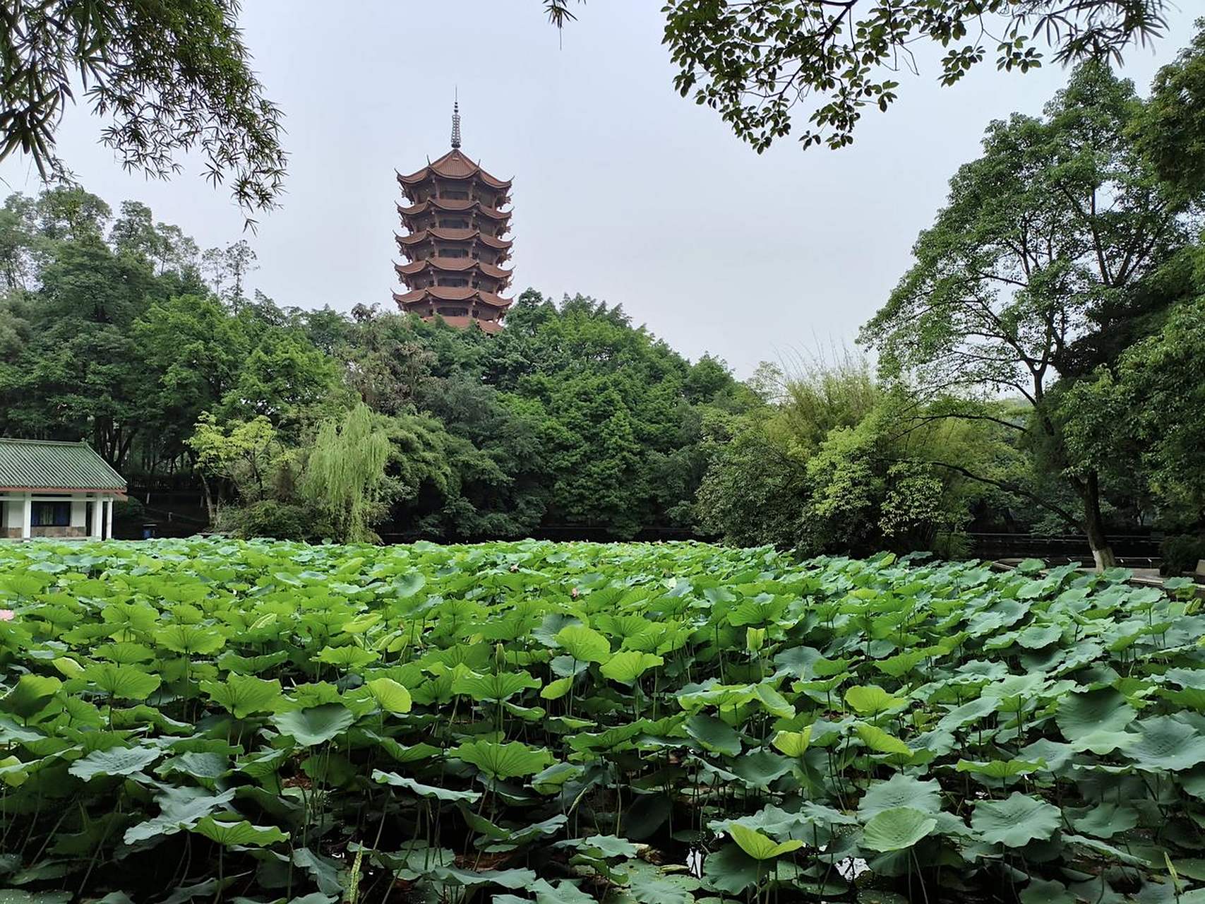 你的家乡在变好吗重庆渝北碧津公园的荷花也盛开了!