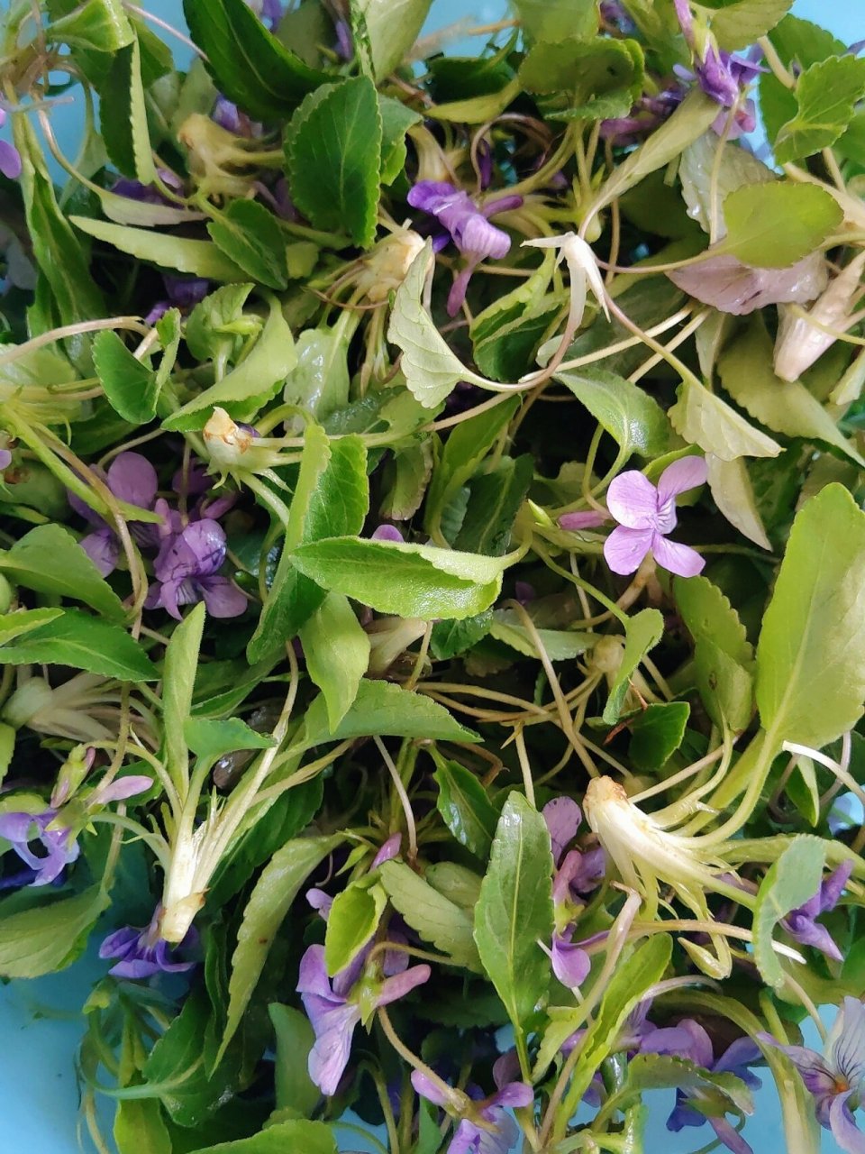 紫花地丁怎么吃图片