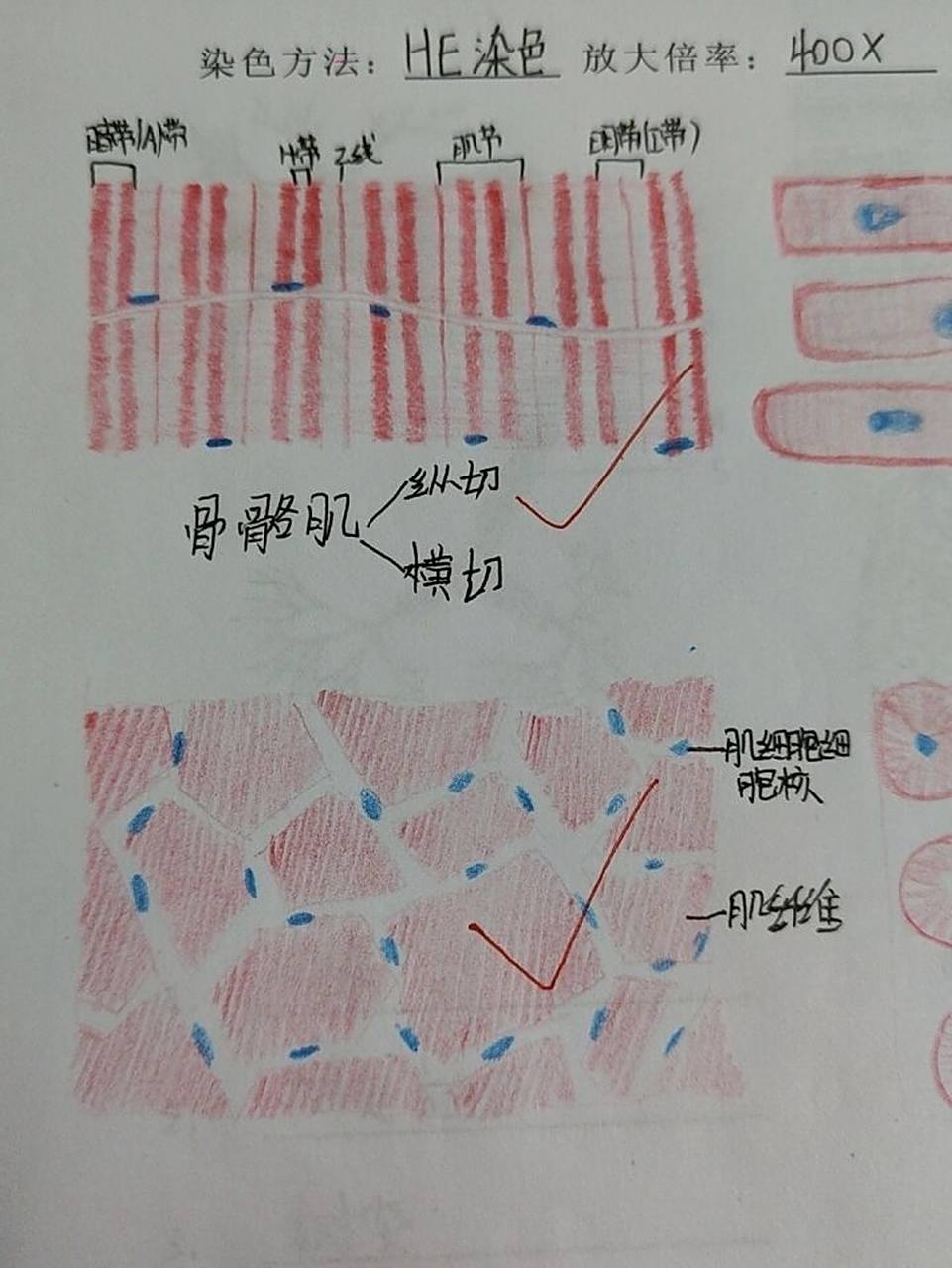 红蓝铅笔骨骼肌横纵切面