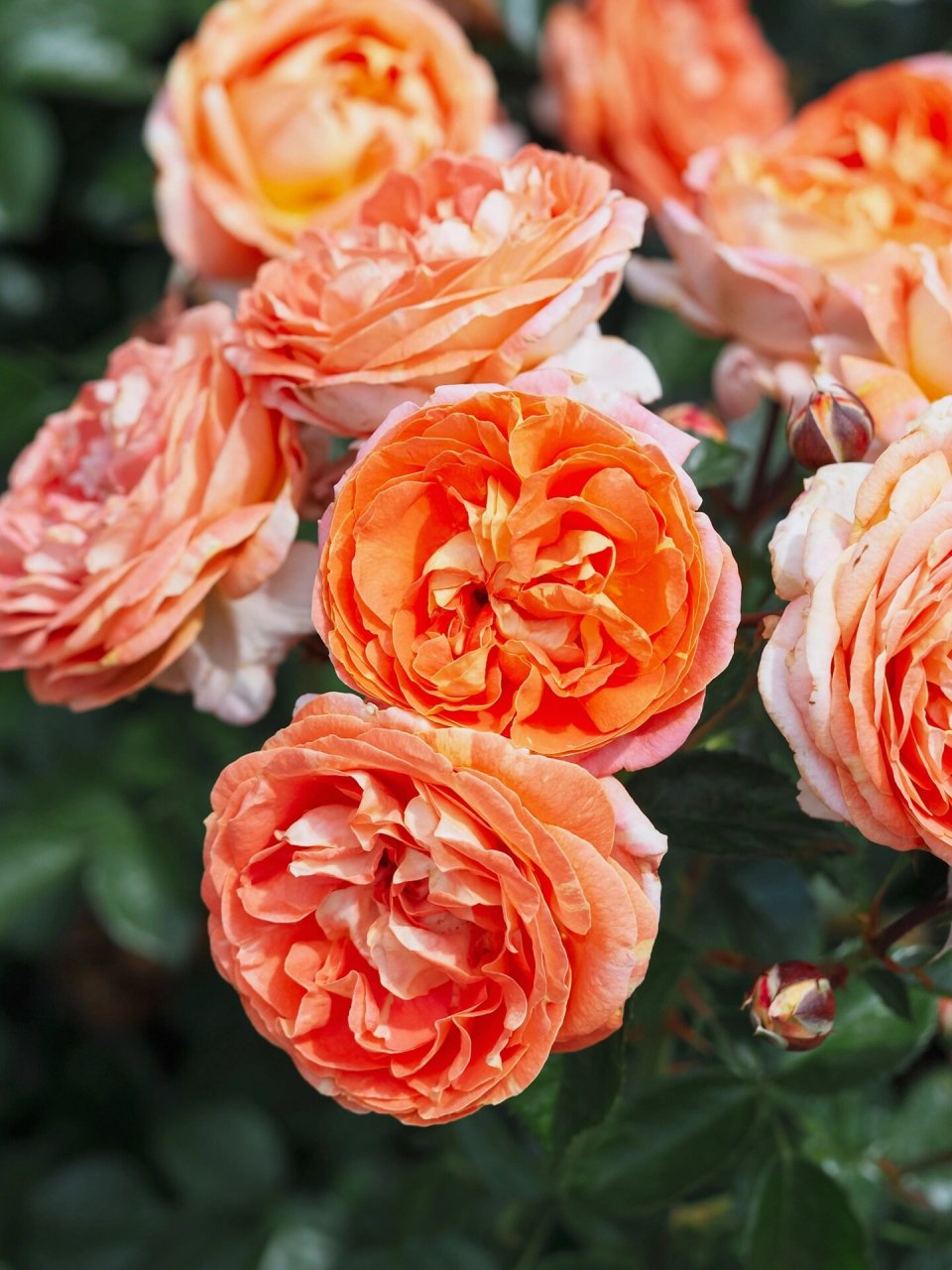 科德斯月季桑巴 科德斯月季桑巴samba03 花瓣正面橙红色且边缘