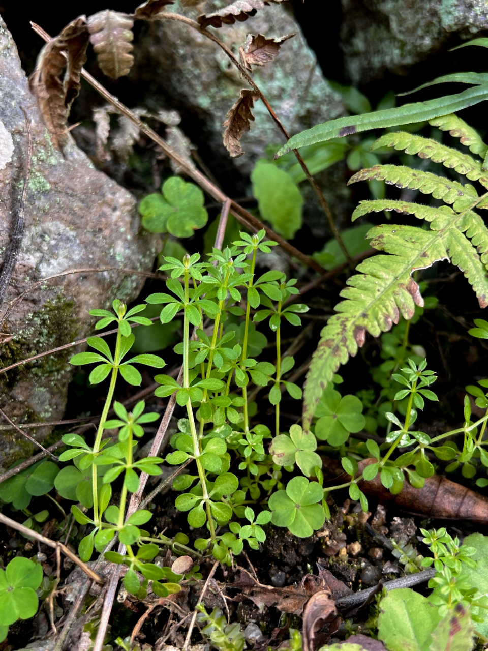 是茜草科,拉拉藤属植物.