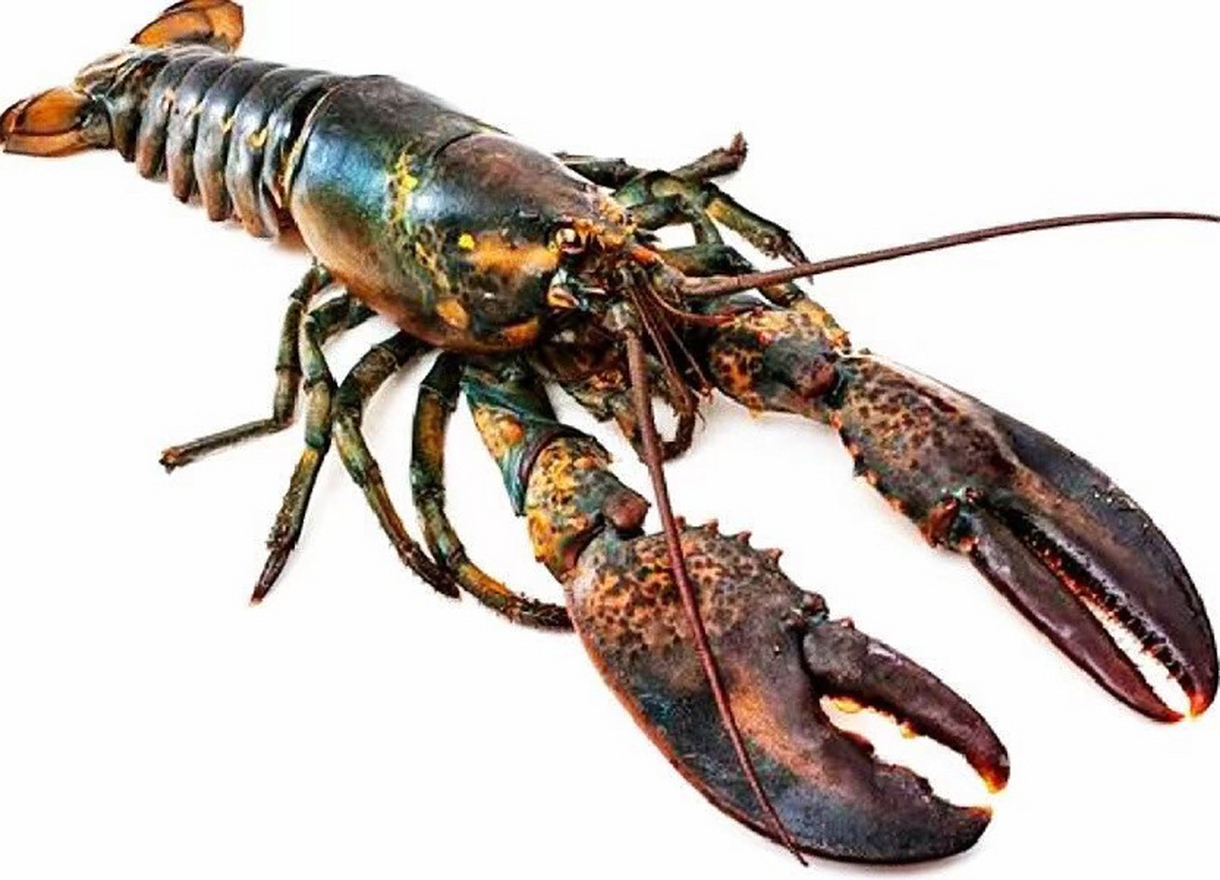 450同城配送90波士顿龙虾礼盒,4.