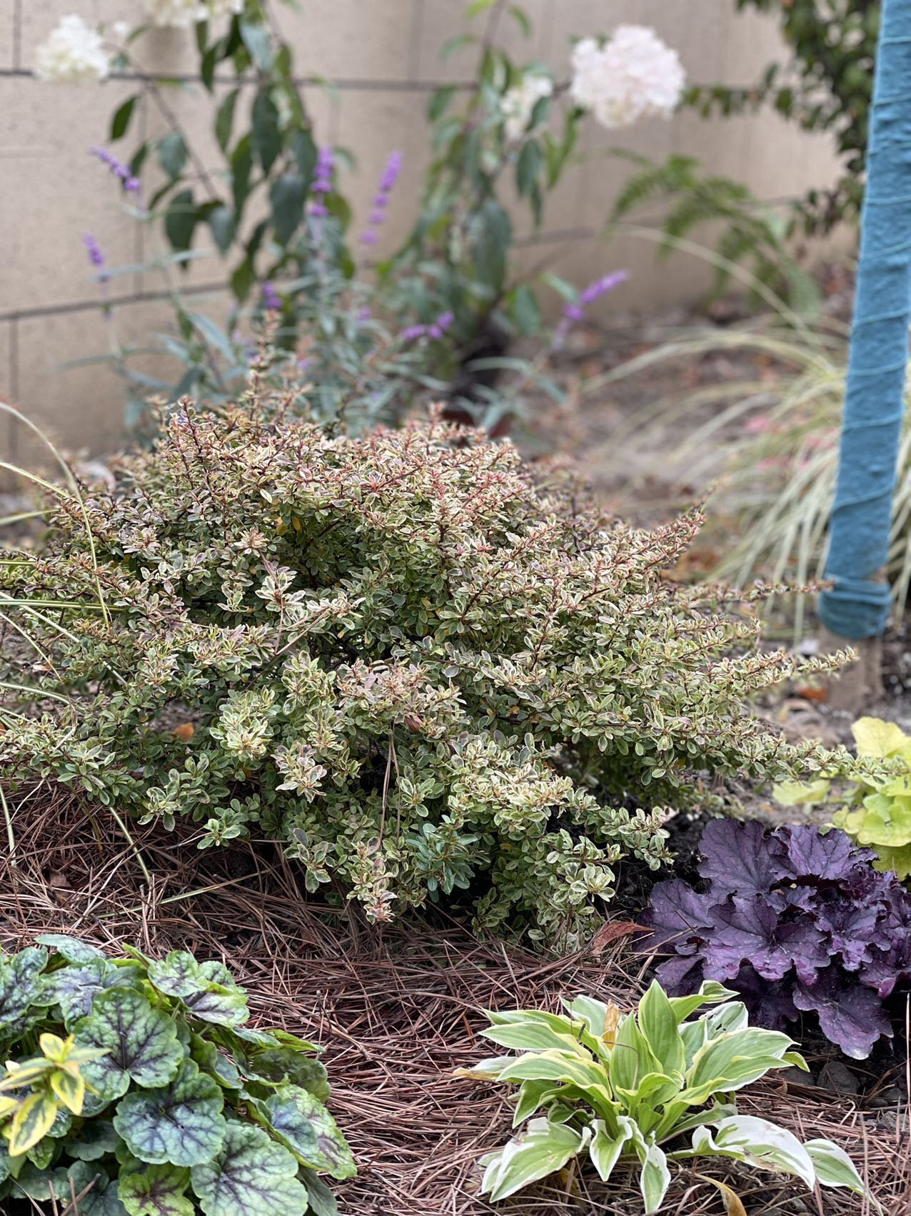 花园植物——小丑07火棘