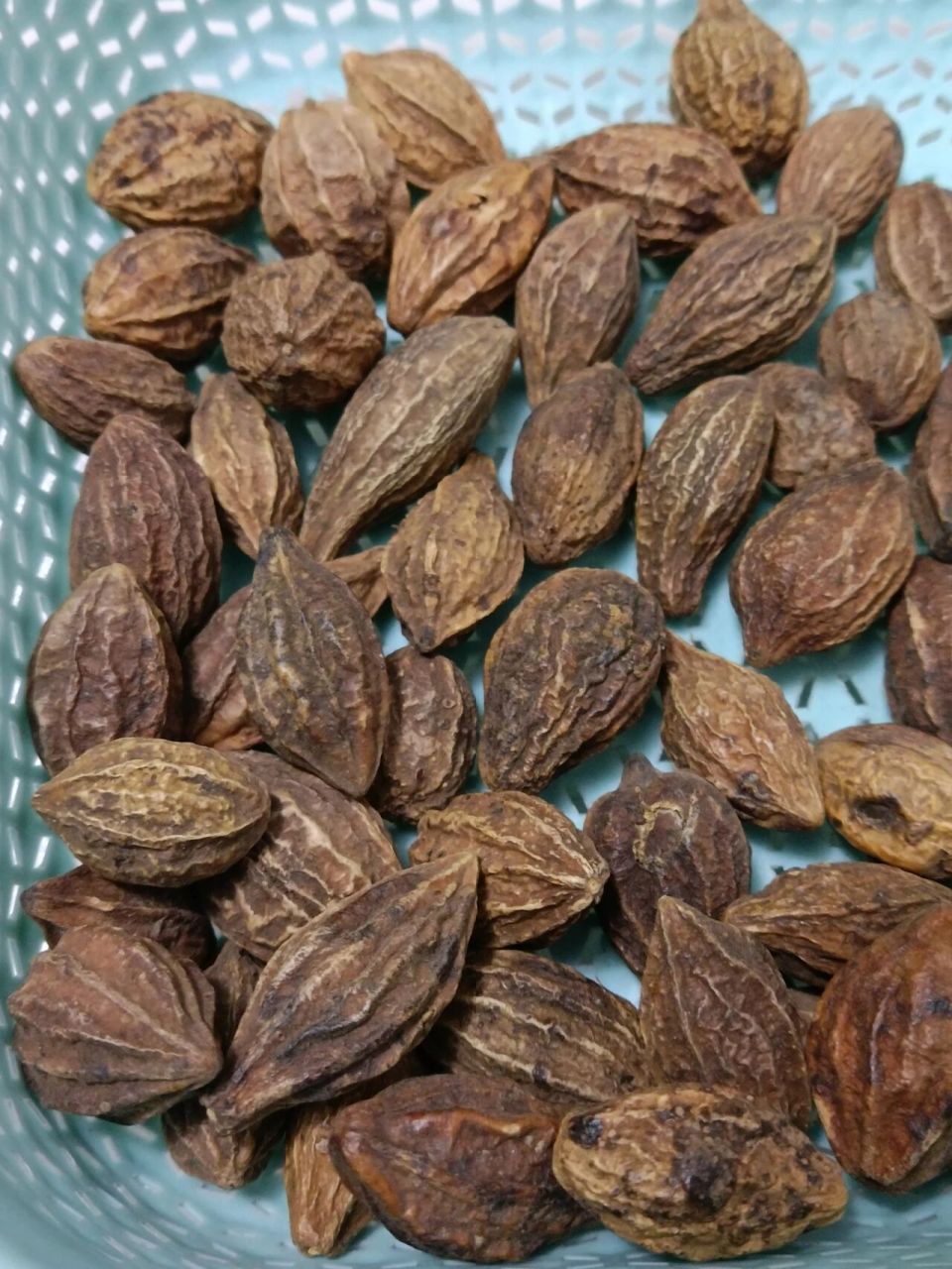 分享一个止咳神果:诃子(柯子),止咳,治白发.